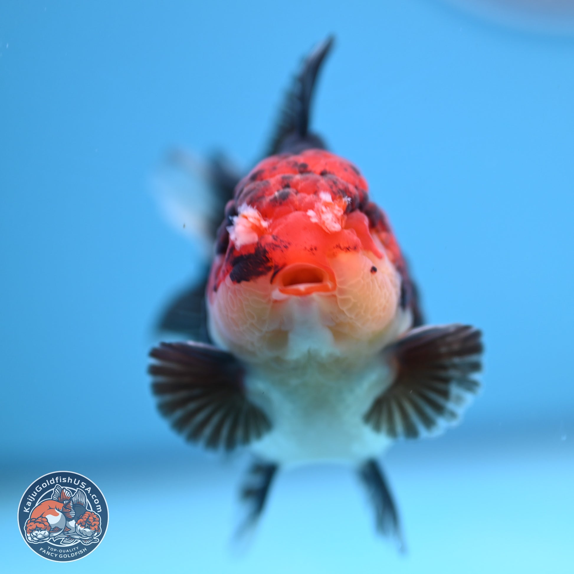 Tricolor YuanBao Oranda 3.5 inches Body - Male (241227_OR18) - Kaiju Goldfish USA