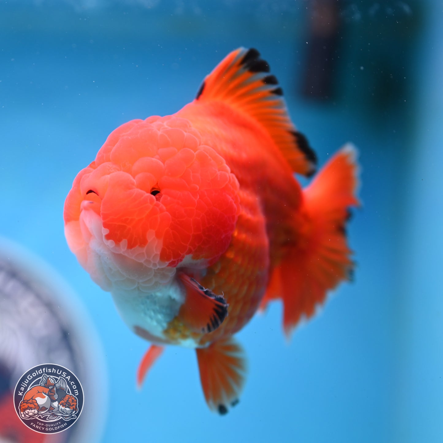 Apache YuanBao Oranda 3.5 inches Body - Male (250214_OR18)