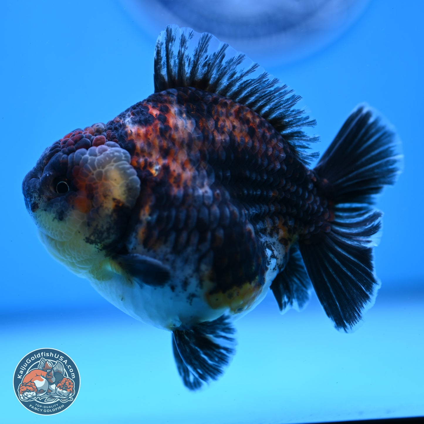 Kirin YuanBao Oranda 3.75 inches Body - Male (250307_OR18)