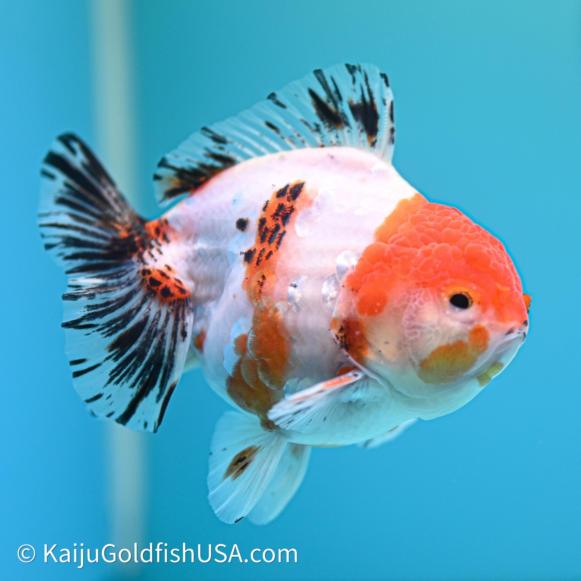 Shogun Godzilla Tricolor Sakura Oranda 4in Body (240614_OR18) - Kaiju Goldfish USA