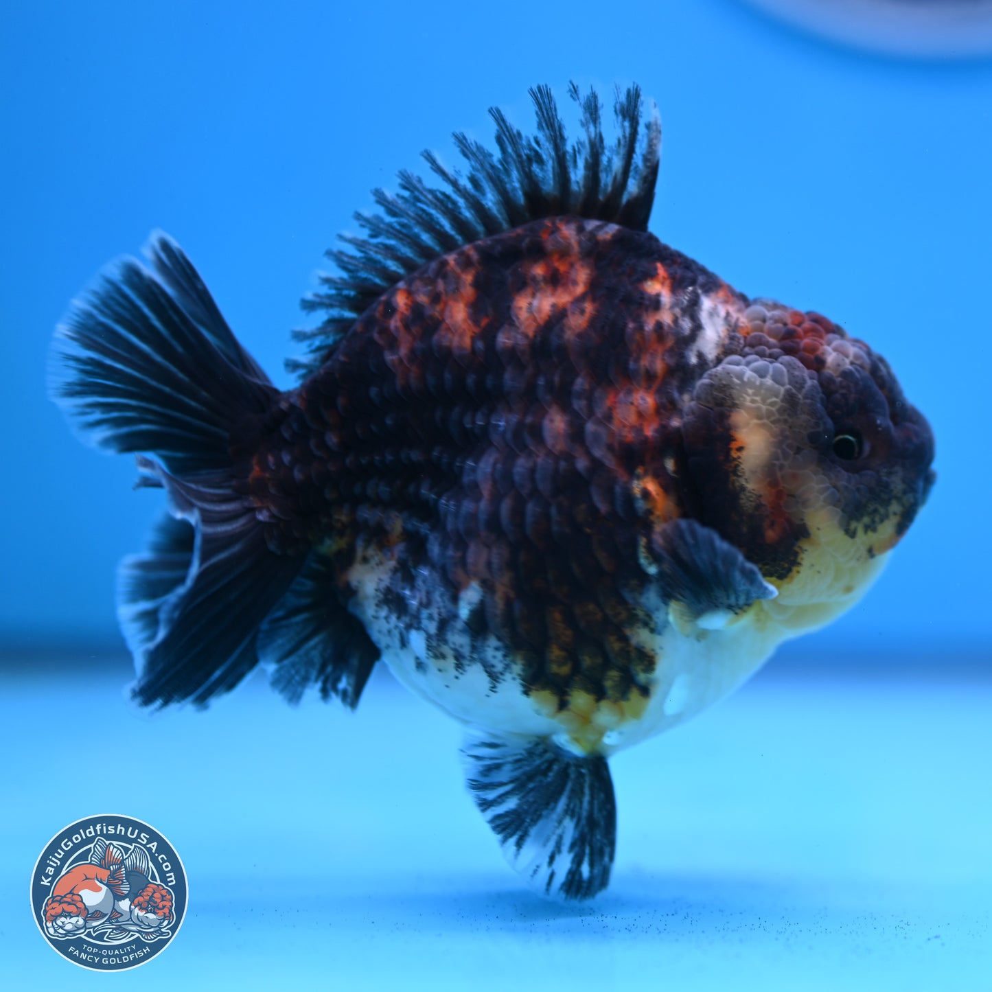 Kirin YuanBao Oranda 3.75 inches Body - Male (250307_OR18)