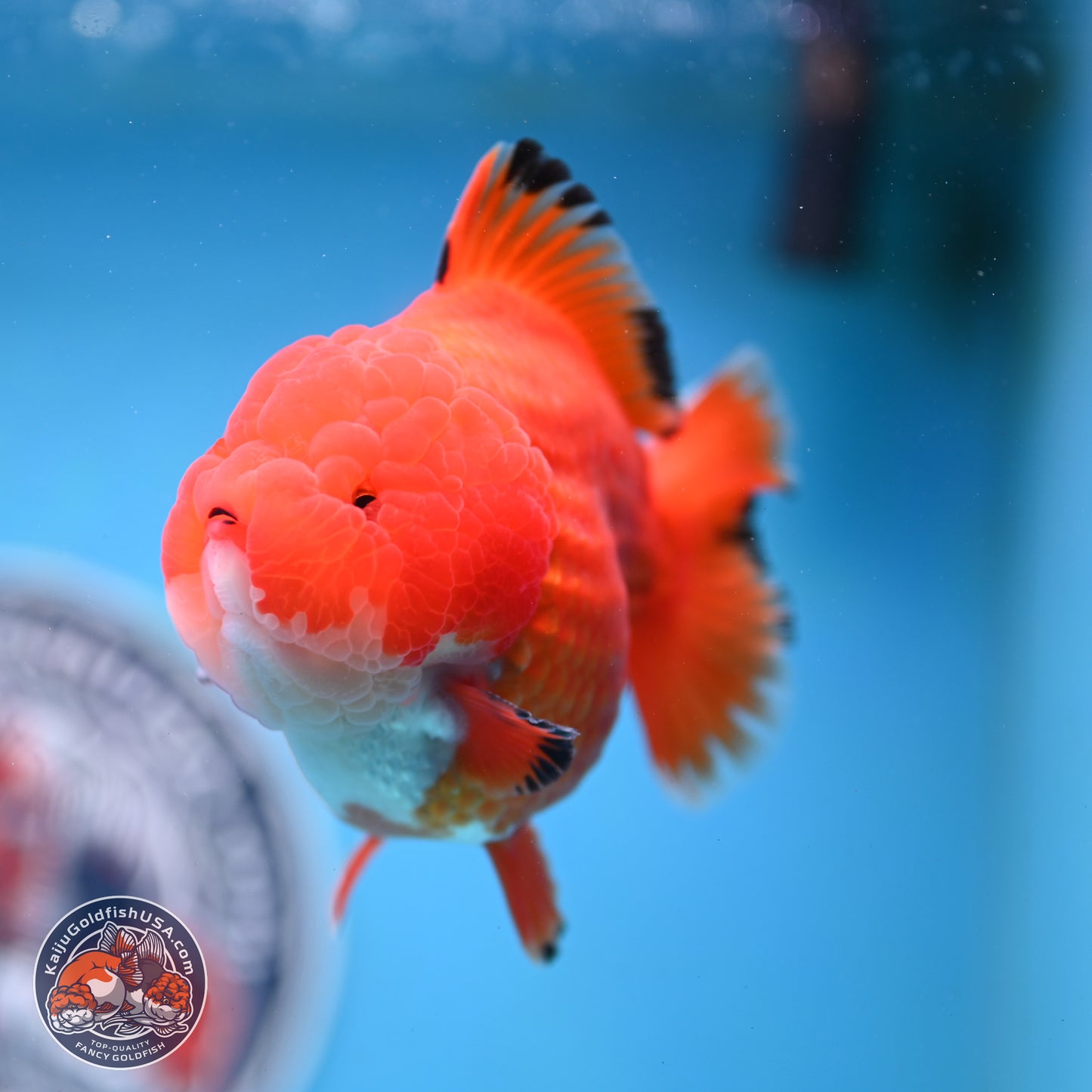 Apache YuanBao Oranda 3.5 inches Body - Male (250214_OR18)