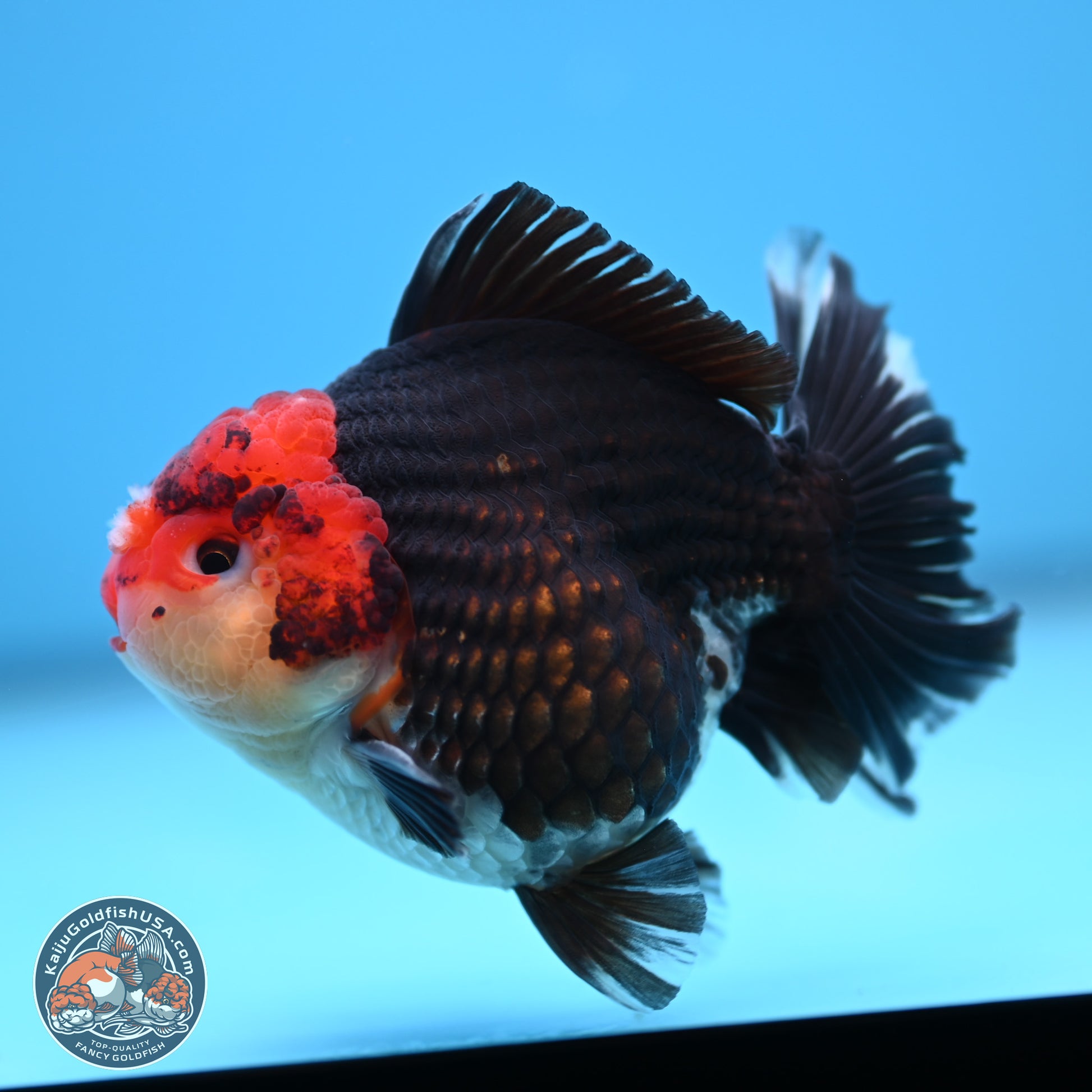 Tricolor YuanBao Oranda 3.5 inches Body - Male (241227_OR18) - Kaiju Goldfish USA