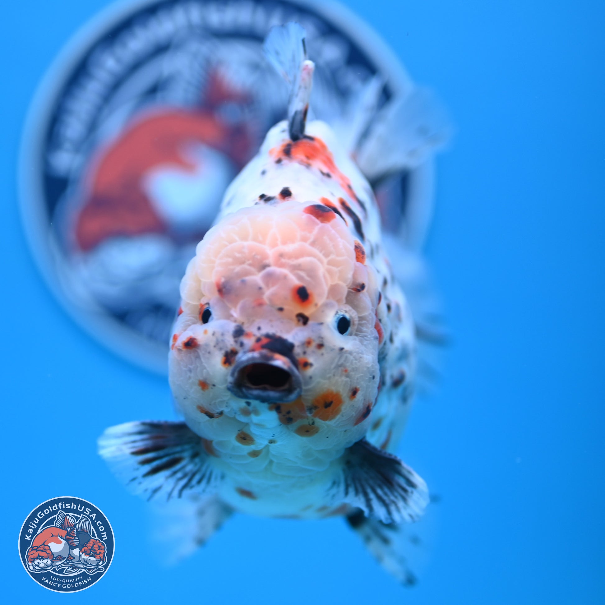 Jumbo Shogun Godzilla Calico Oranda 6-7.5 inches (241004_OR18) - Kaiju Goldfish USA