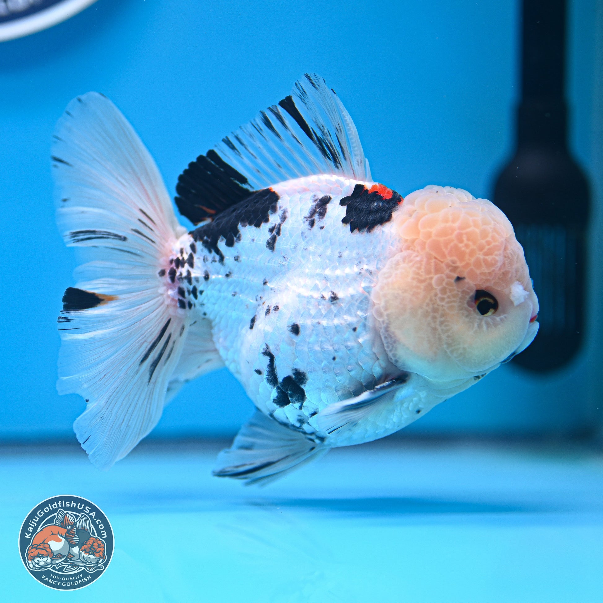 Large Panda Rose Tail Oranda 5.5 inches (241025_OR18) - Kaiju Goldfish USA