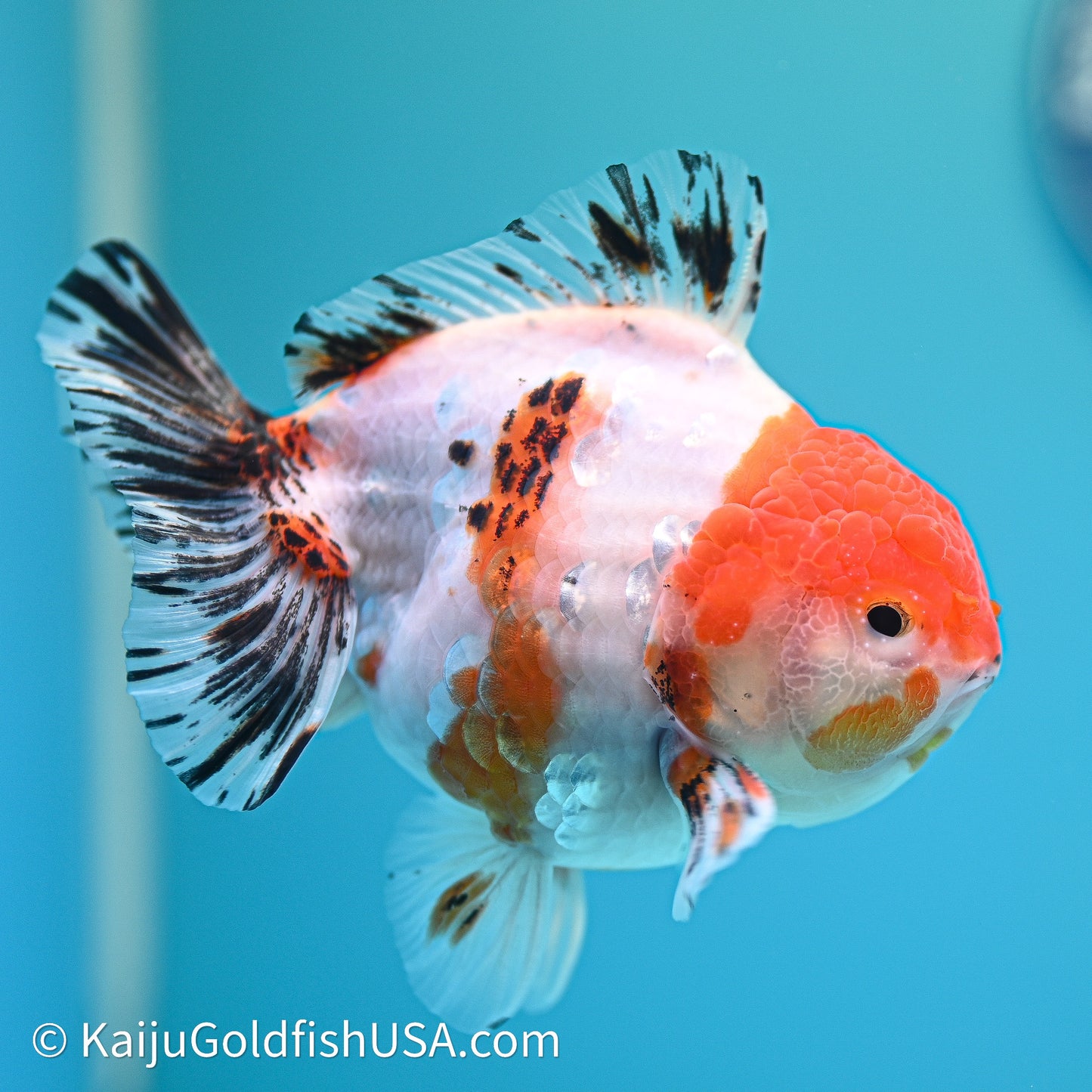 Shogun Godzilla Tricolor Sakura Oranda 4in Body (240614_OR18) - Kaiju Goldfish USA