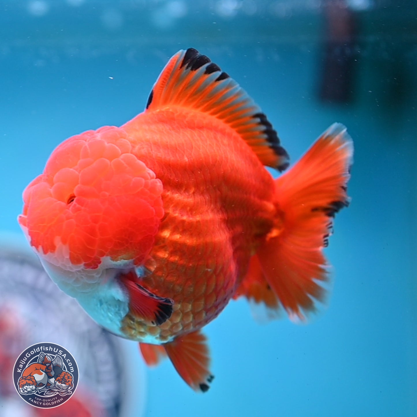 Apache YuanBao Oranda 3.5 inches Body - Male (250214_OR18)