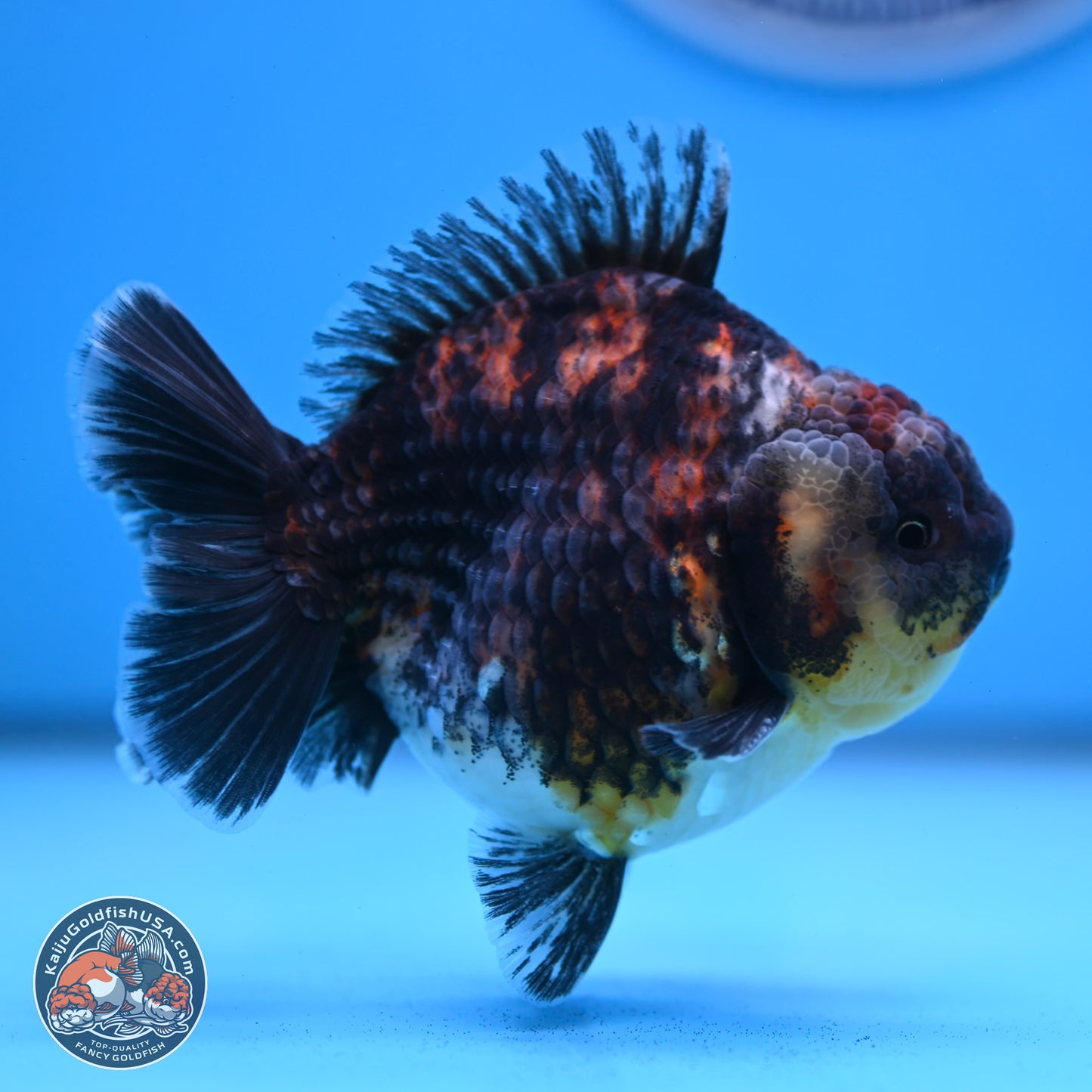 Kirin YuanBao Oranda 3.75 inches Body - Male (250307_OR18)
