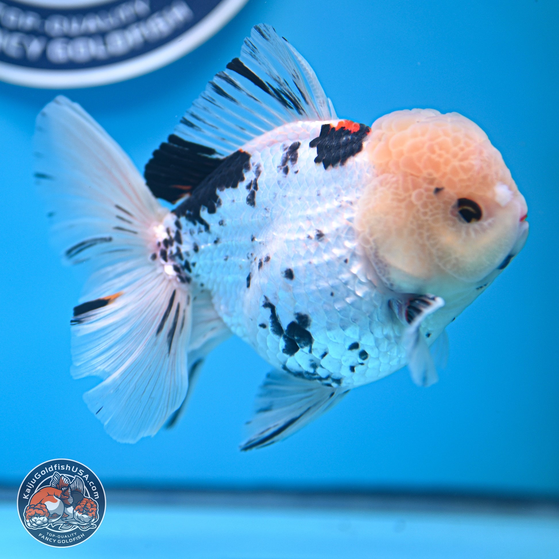 Large Panda Rose Tail Oranda 5.5 inches (241025_OR18) - Kaiju Goldfish USA