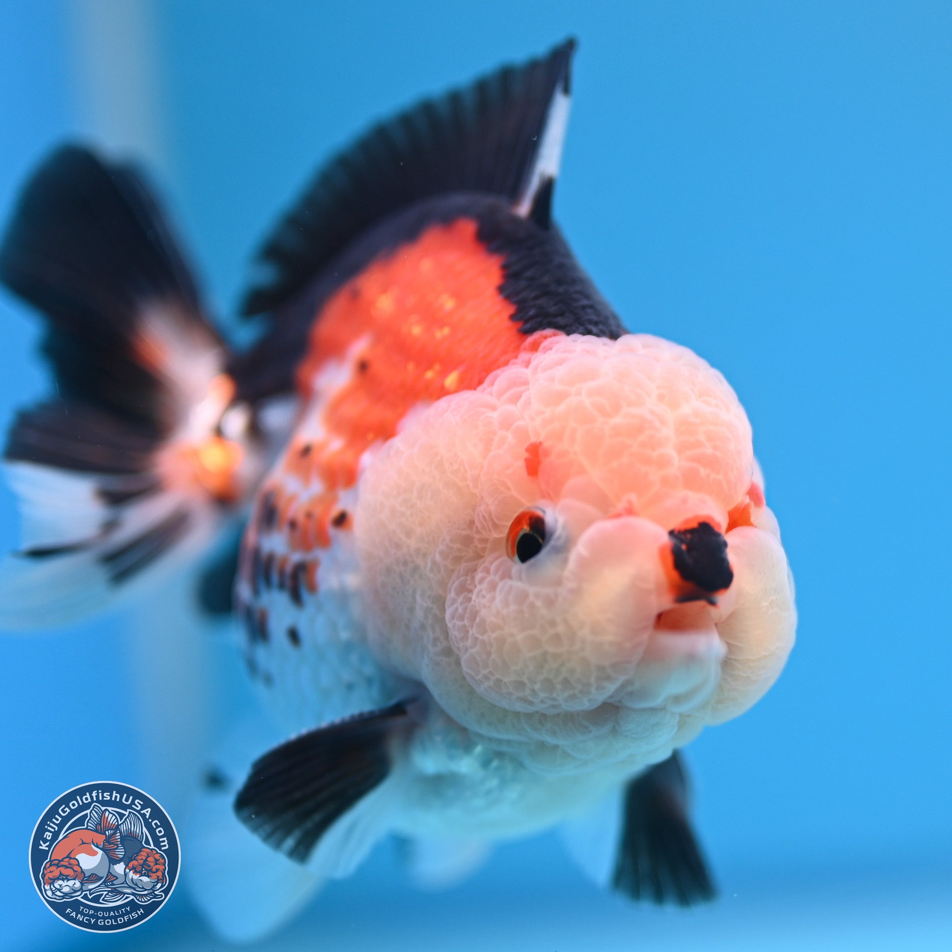 Tricolor Oranda 3.5-4.5 inches (240913_OR18) - Kaiju Goldfish USA