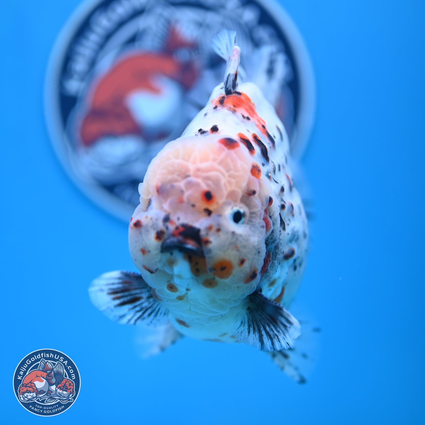 Jumbo Shogun Godzilla Calico Oranda 6-7.5 inches (241004_OR18) - Kaiju Goldfish USA