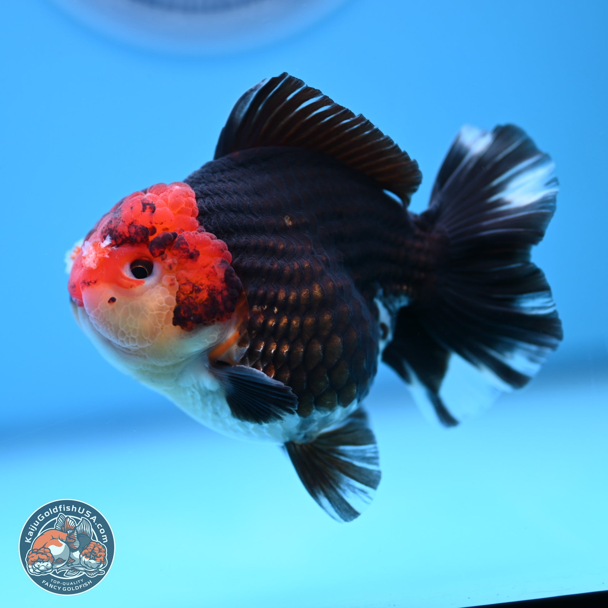 Tricolor YuanBao Oranda 3.5 inches Body - Male (241227_OR18) - Kaiju Goldfish USA