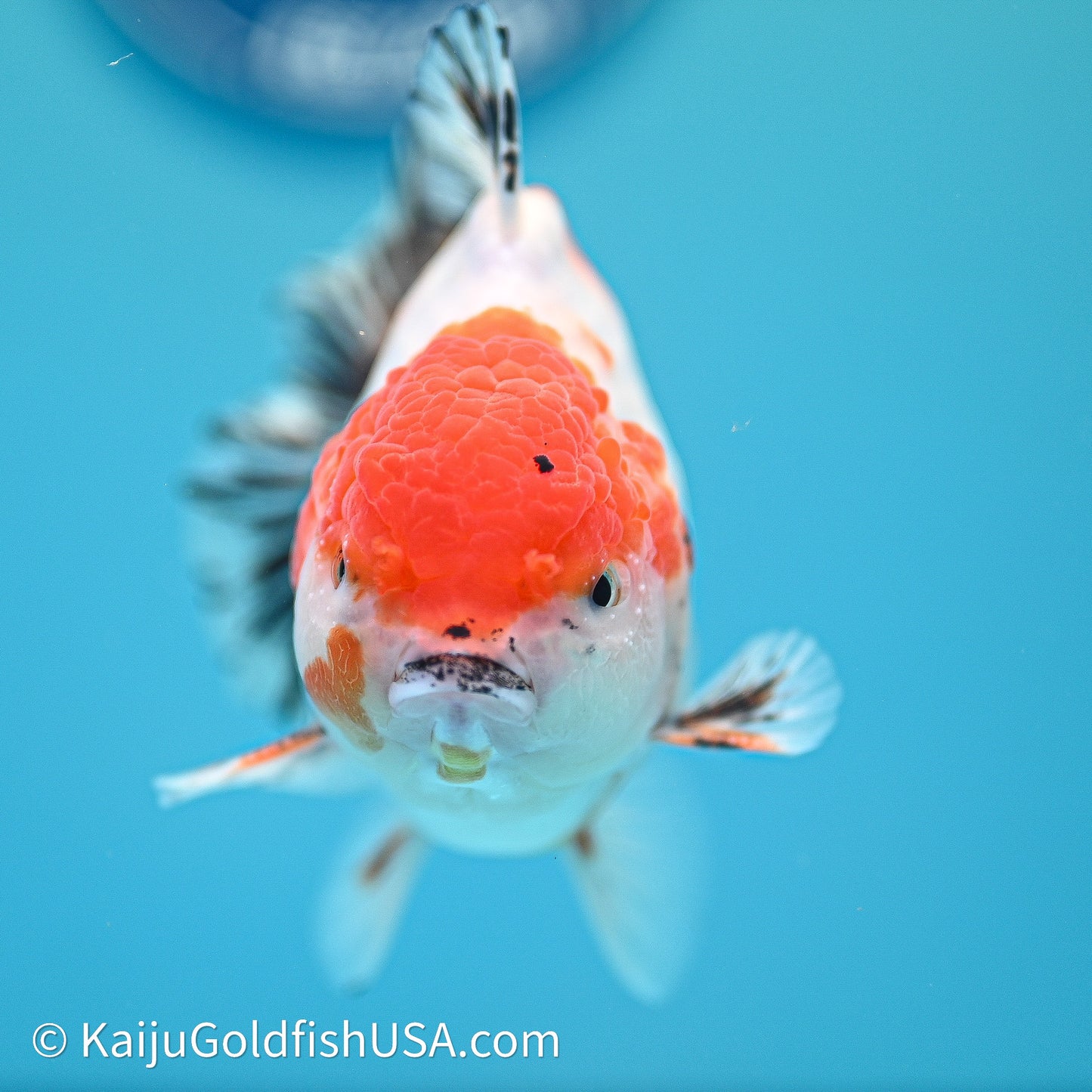 Shogun Godzilla Tricolor Sakura Oranda 4in Body (240614_OR18) - Kaiju Goldfish USA