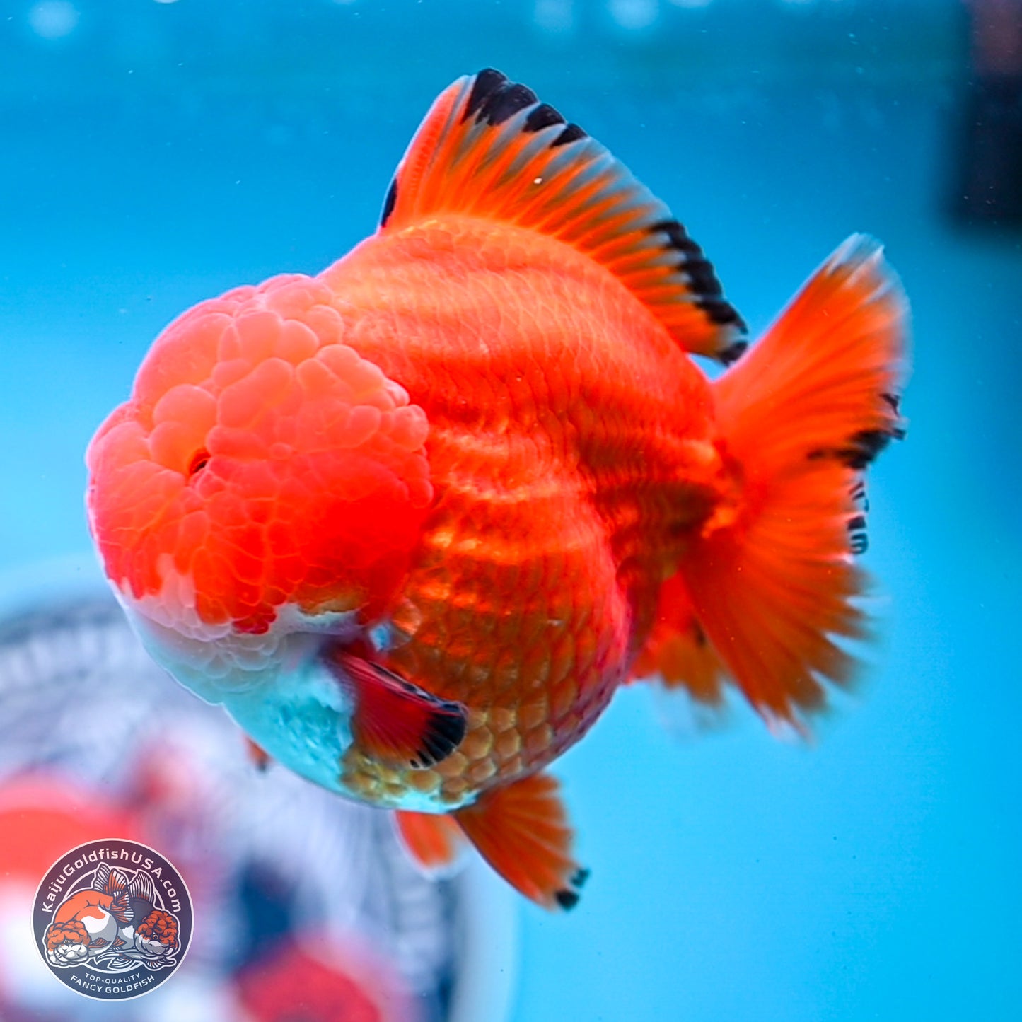 Apache YuanBao Oranda 3.5 inches Body - Male (250214_OR18)