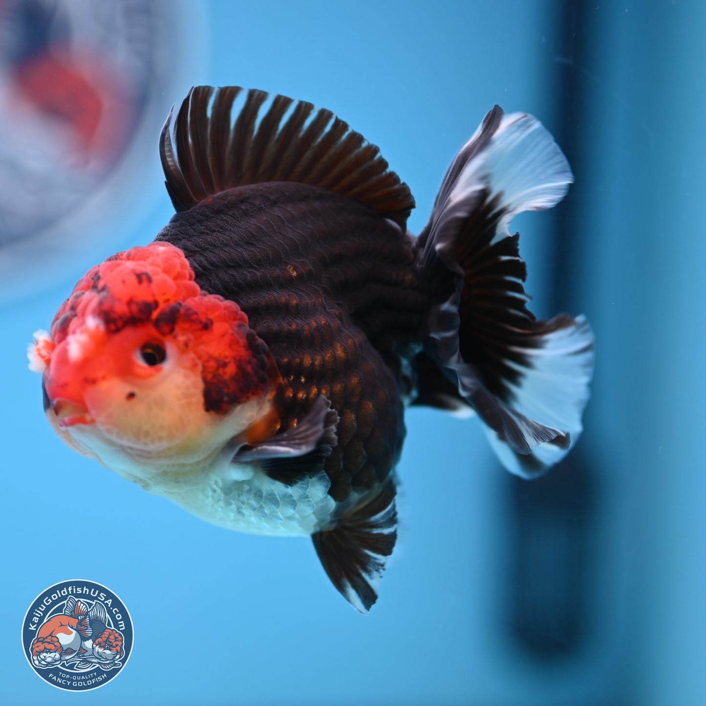 Tricolor YuanBao Oranda 3.5 inches Body - Male (241227_OR18) - Kaiju Goldfish USA