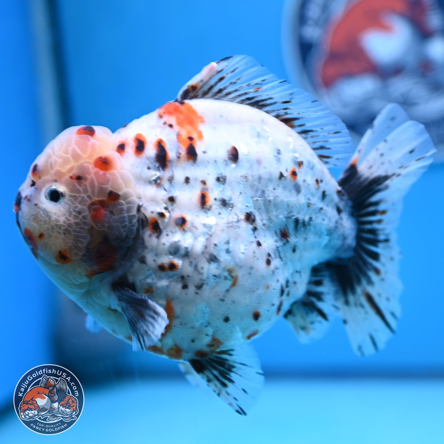 Jumbo Shogun Godzilla Calico Oranda 6-7.5 inches (241004_OR18) - Kaiju Goldfish USA