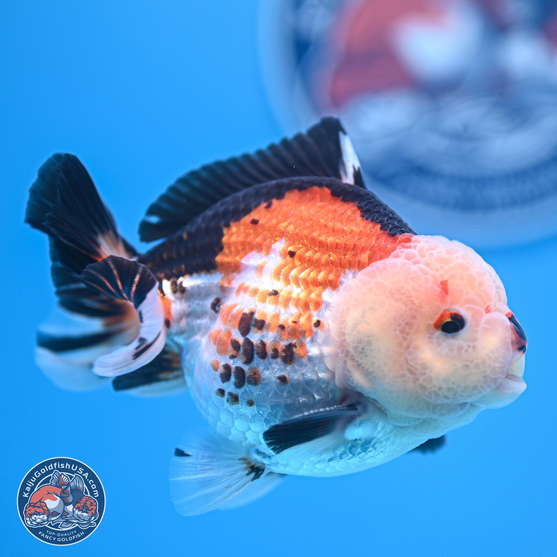 Tricolor Oranda 3.5-4.5 inches (240913_OR18) - Kaiju Goldfish USA