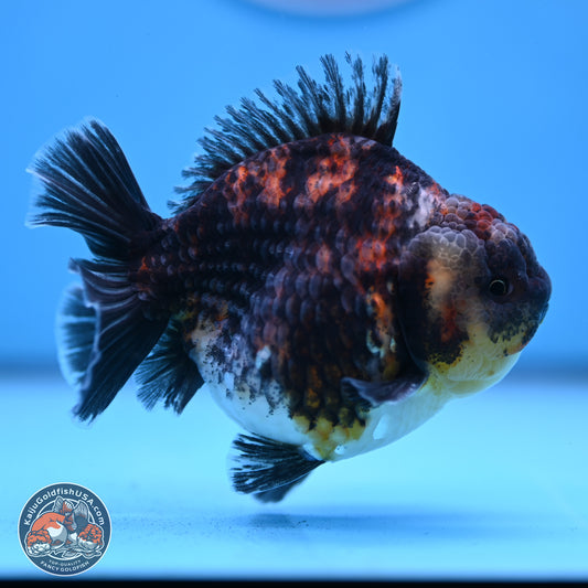 Kirin YuanBao Oranda 3.75 inches Body - Male (250307_OR18)