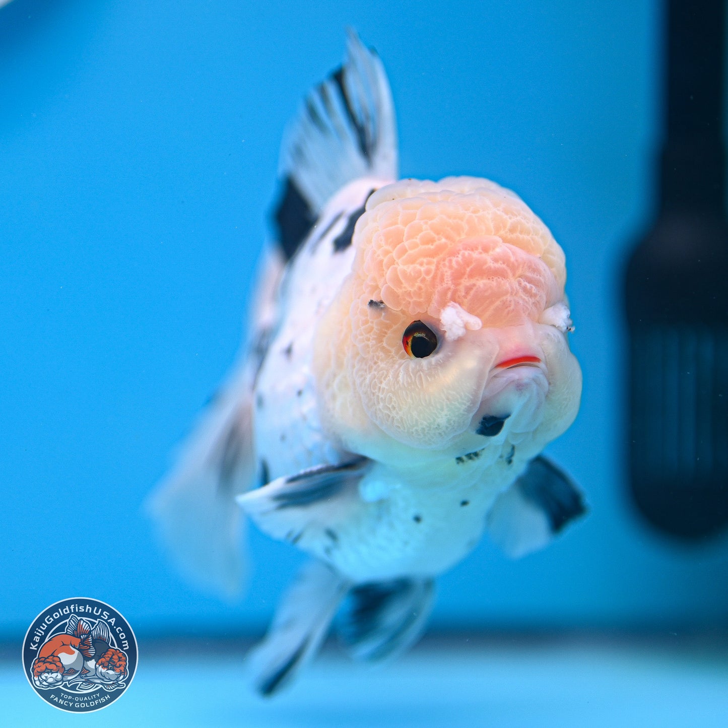 Large Panda Rose Tail Oranda 5.5 inches (241025_OR18) - Kaiju Goldfish USA