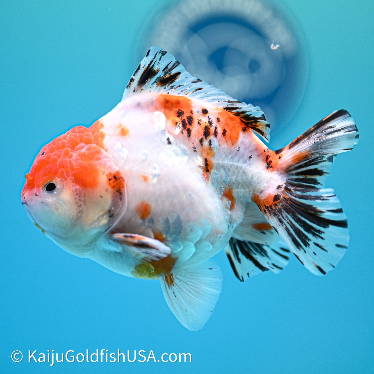 Shogun Godzilla Tricolor Sakura Oranda 4in Body (240614_OR18) - Kaiju Goldfish USA