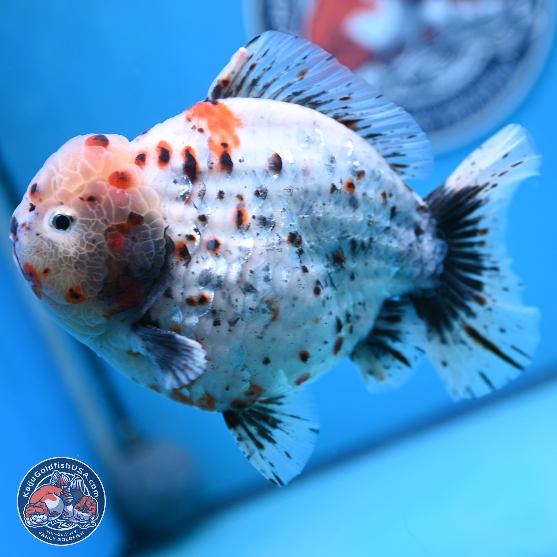 Jumbo Shogun Godzilla Calico Oranda 6-7.5 inches (241004_OR18) - Kaiju Goldfish USA