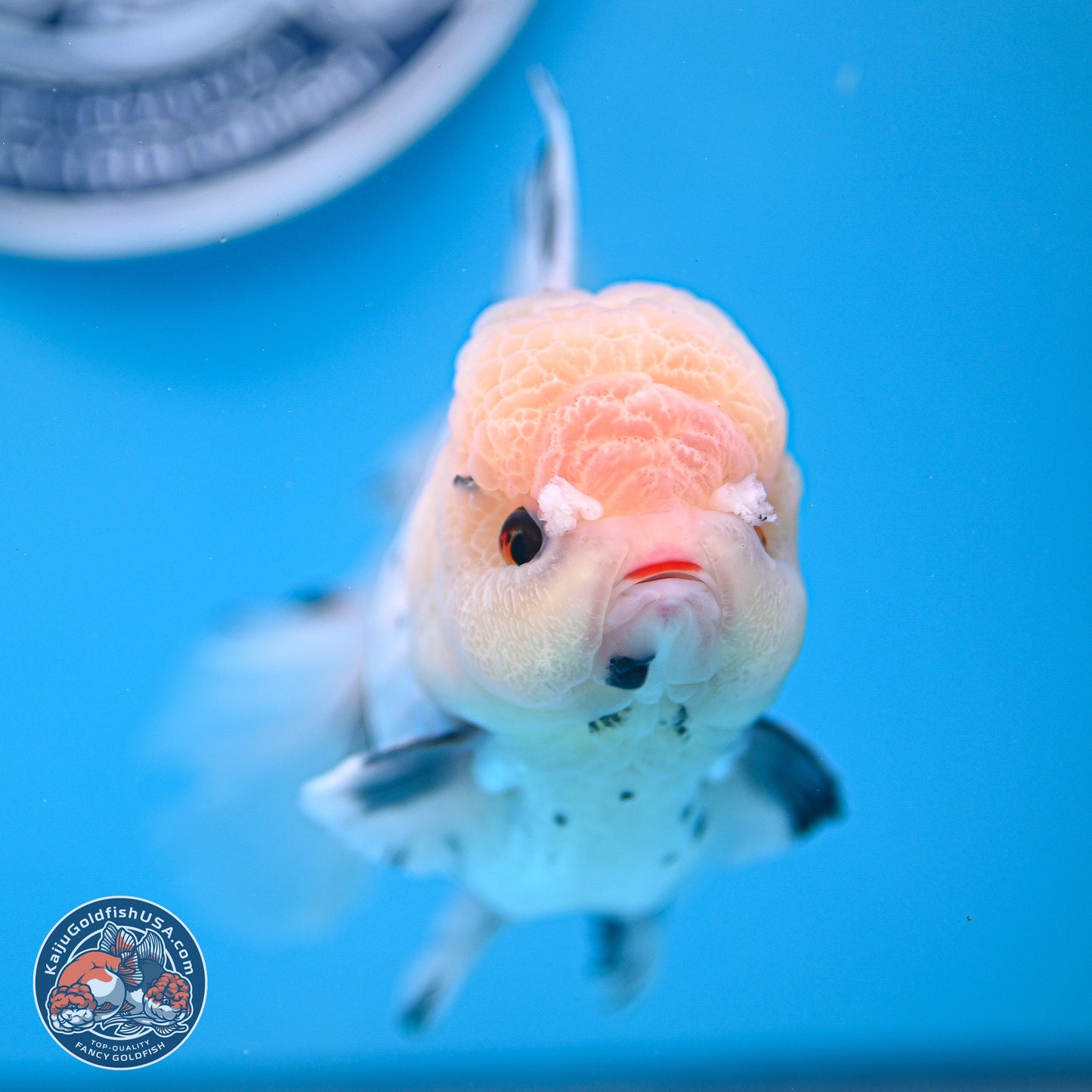 Large Panda Rose Tail Oranda 5.5 inches (241025_OR18) - Kaiju Goldfish USA