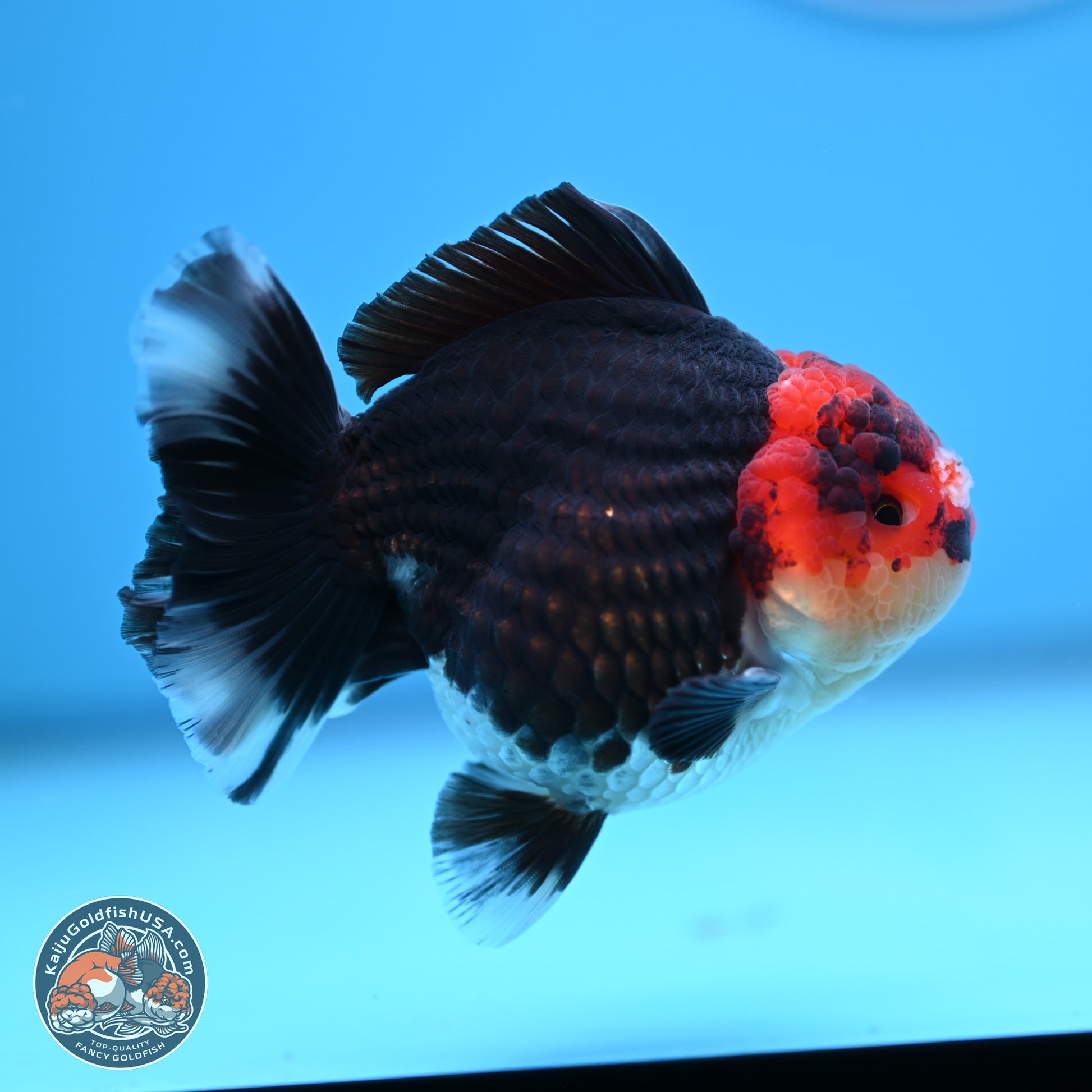 Tricolor YuanBao Oranda 3.5 inches Body - Male (241227_OR18) - Kaiju Goldfish USA