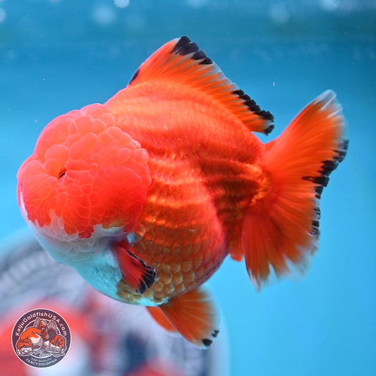 Apache YuanBao Oranda 3.5 inches Body - Male (250214_OR18)