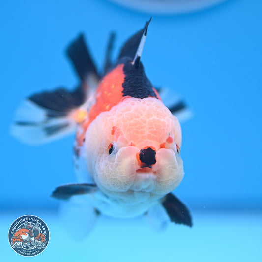 Tricolor Oranda 3.5-4.5 inches (240913_OR18) - Kaiju Goldfish USA