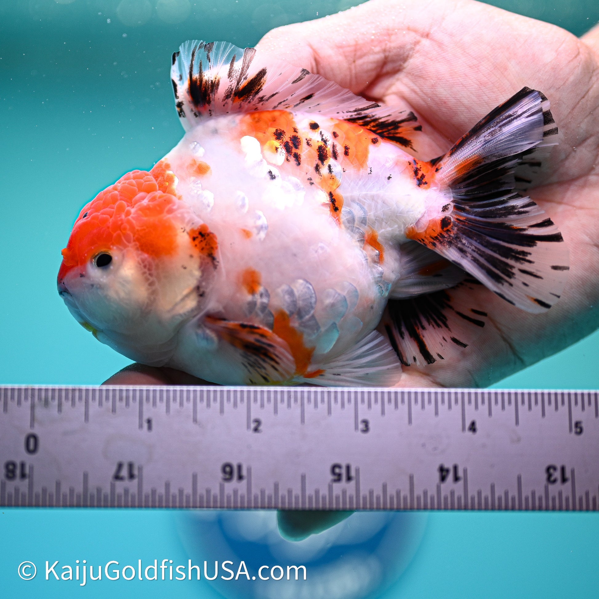 Shogun Godzilla Tricolor Sakura Oranda 4in Body (240614_OR18) - Kaiju Goldfish USA