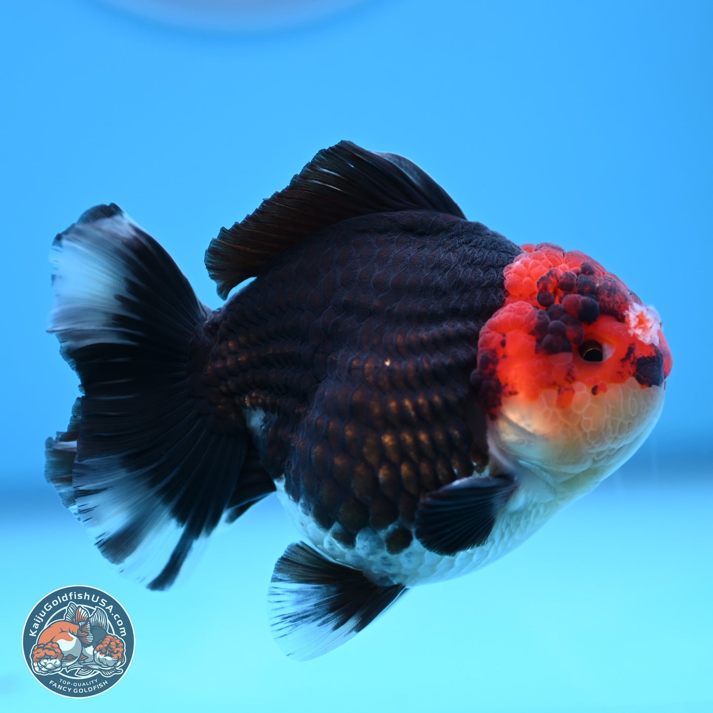 Tricolor YuanBao Oranda 3.5 inches Body - Male (241227_OR18) - Kaiju Goldfish USA