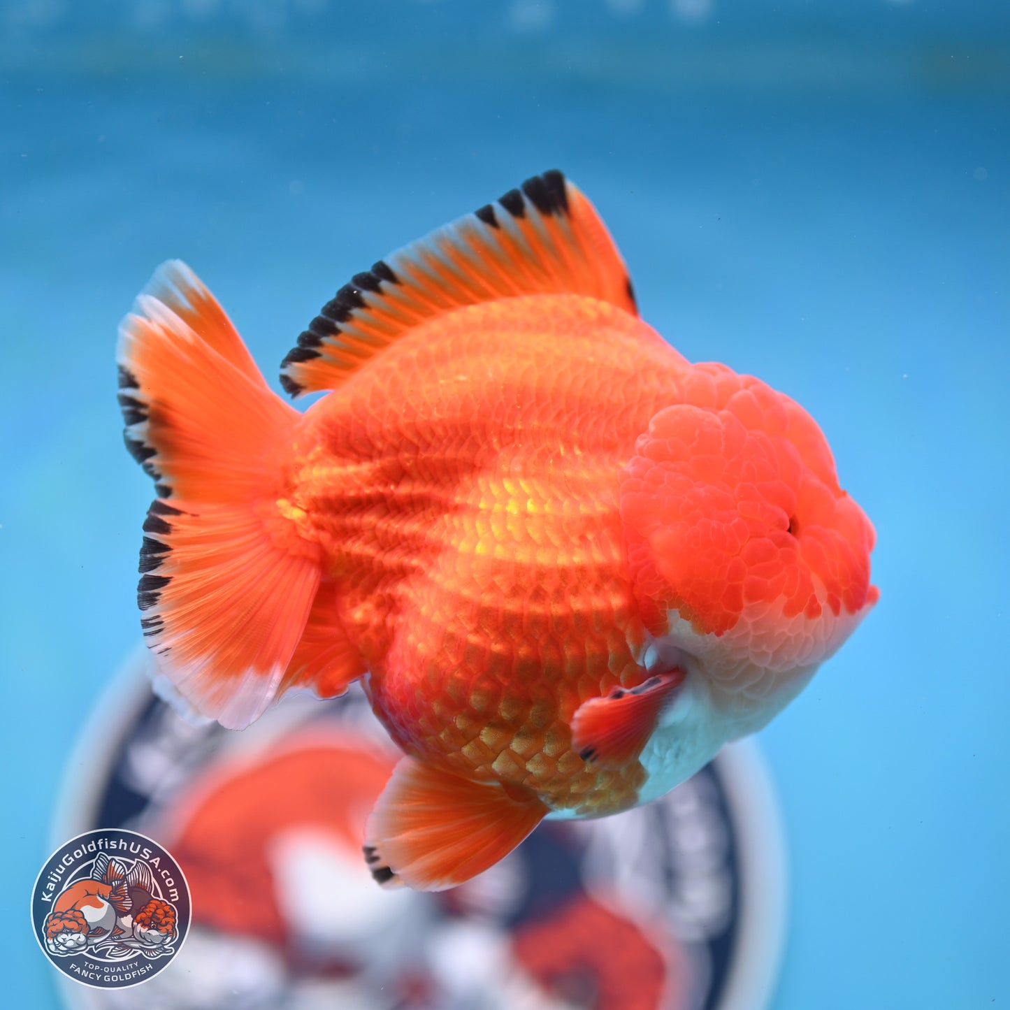 Apache YuanBao Oranda 3.5 inches Body - Male (250214_OR18)