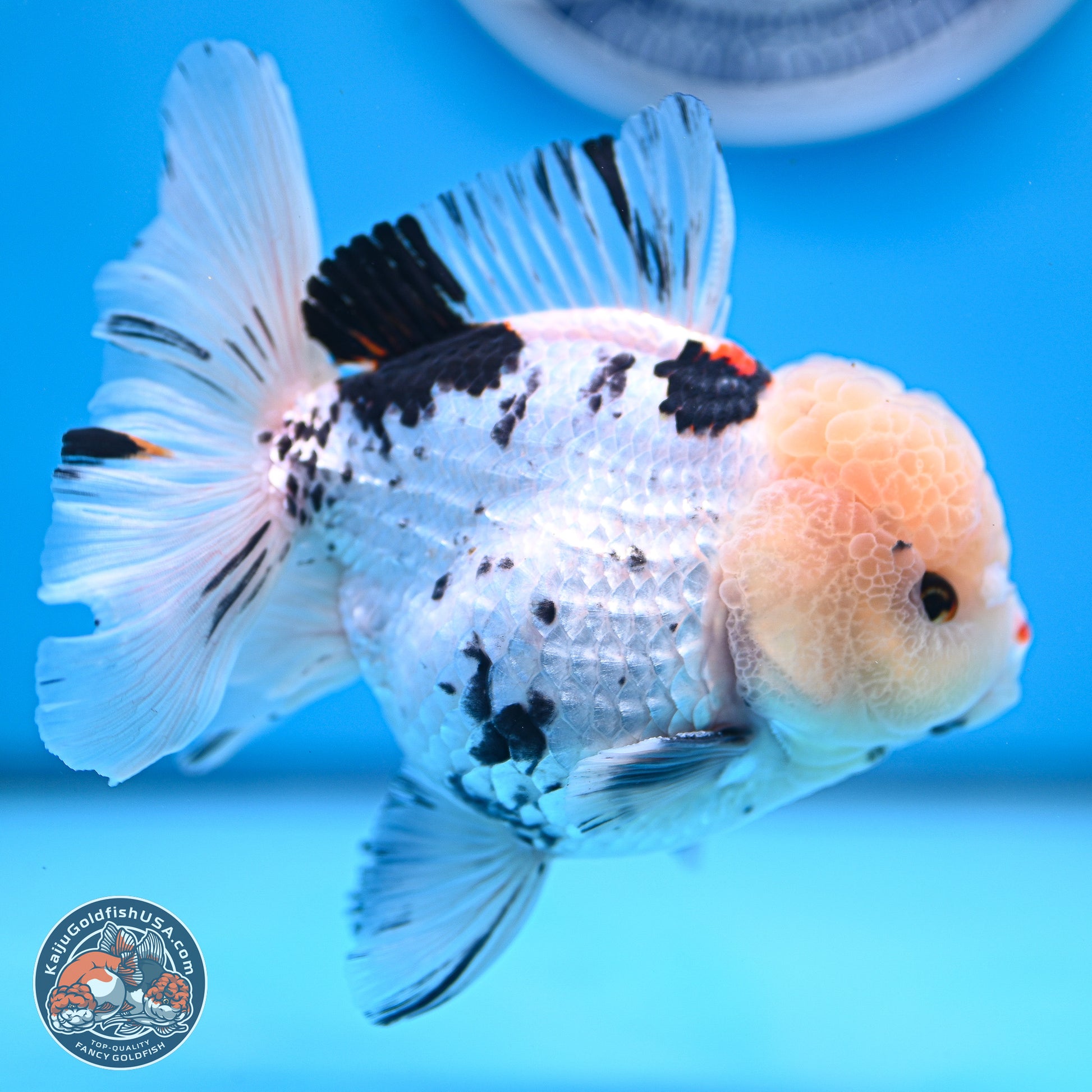 Large Panda Rose Tail Oranda 5.5 inches (241025_OR18) - Kaiju Goldfish USA