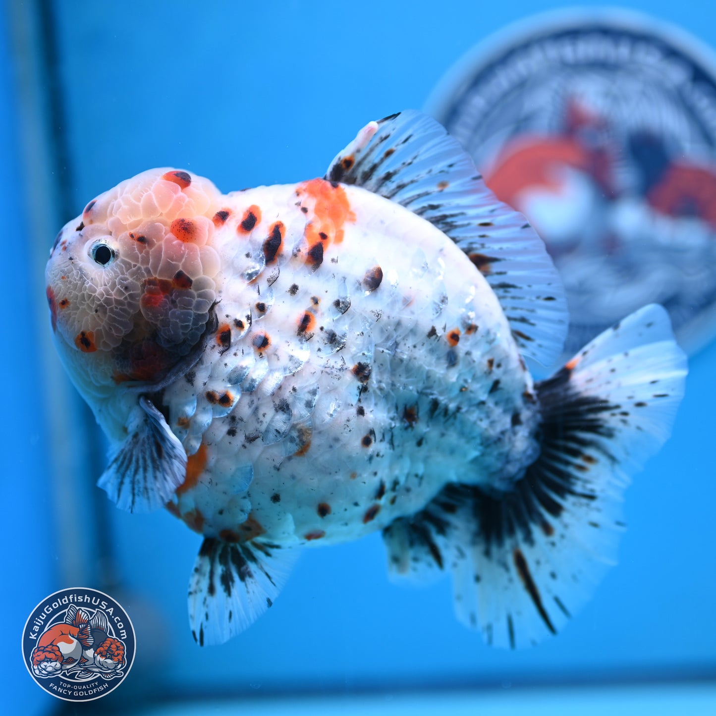 Jumbo Shogun Godzilla Calico Oranda 6-7.5 inches (241004_OR18) - Kaiju Goldfish USA