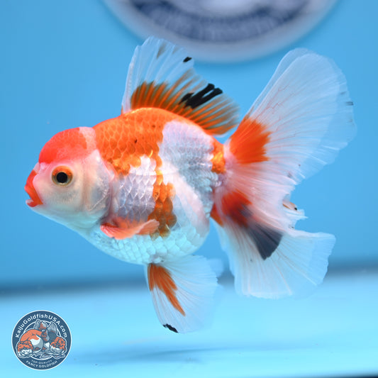 Tricolor Orchid Tail Oranda 3in Body (240816_OR18) - Kaiju Goldfish USA