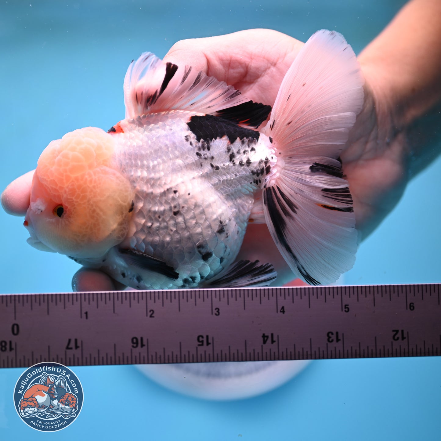 Large Panda Rose Tail Oranda 5.5 inches (241025_OR18) - Kaiju Goldfish USA