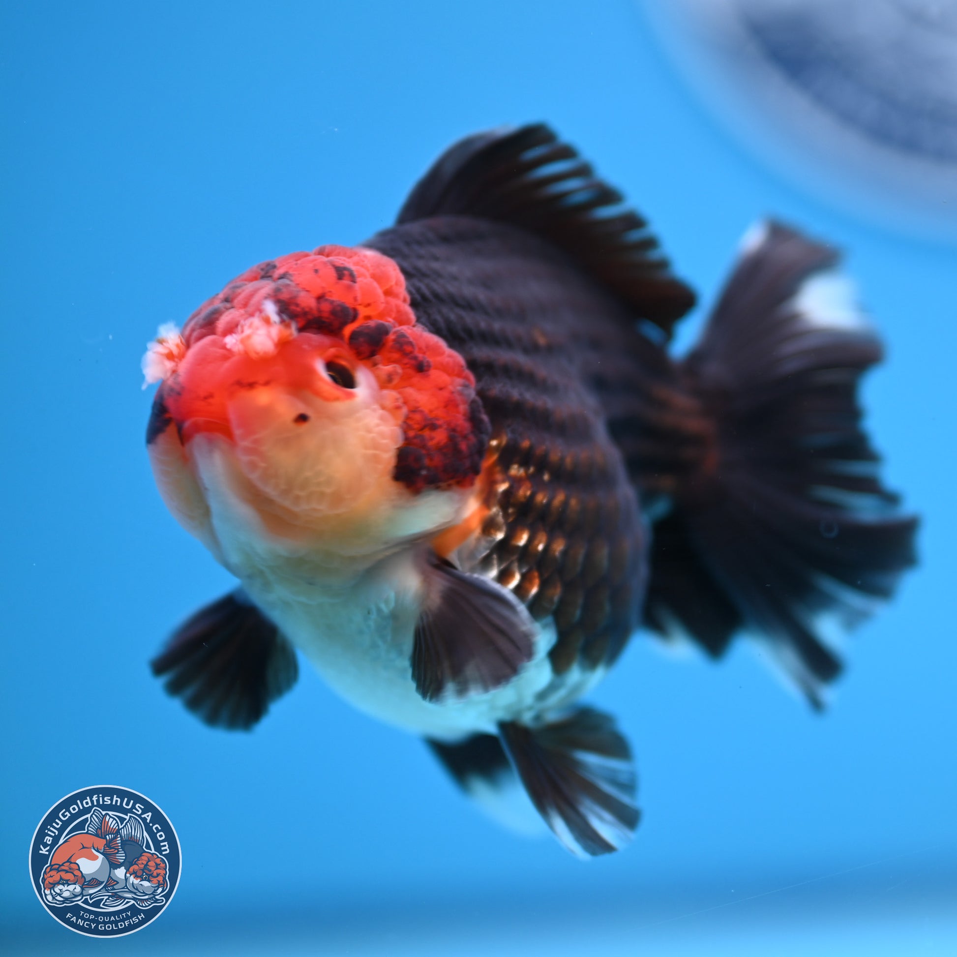 Tricolor YuanBao Oranda 3.5 inches Body - Male (241227_OR18) - Kaiju Goldfish USA