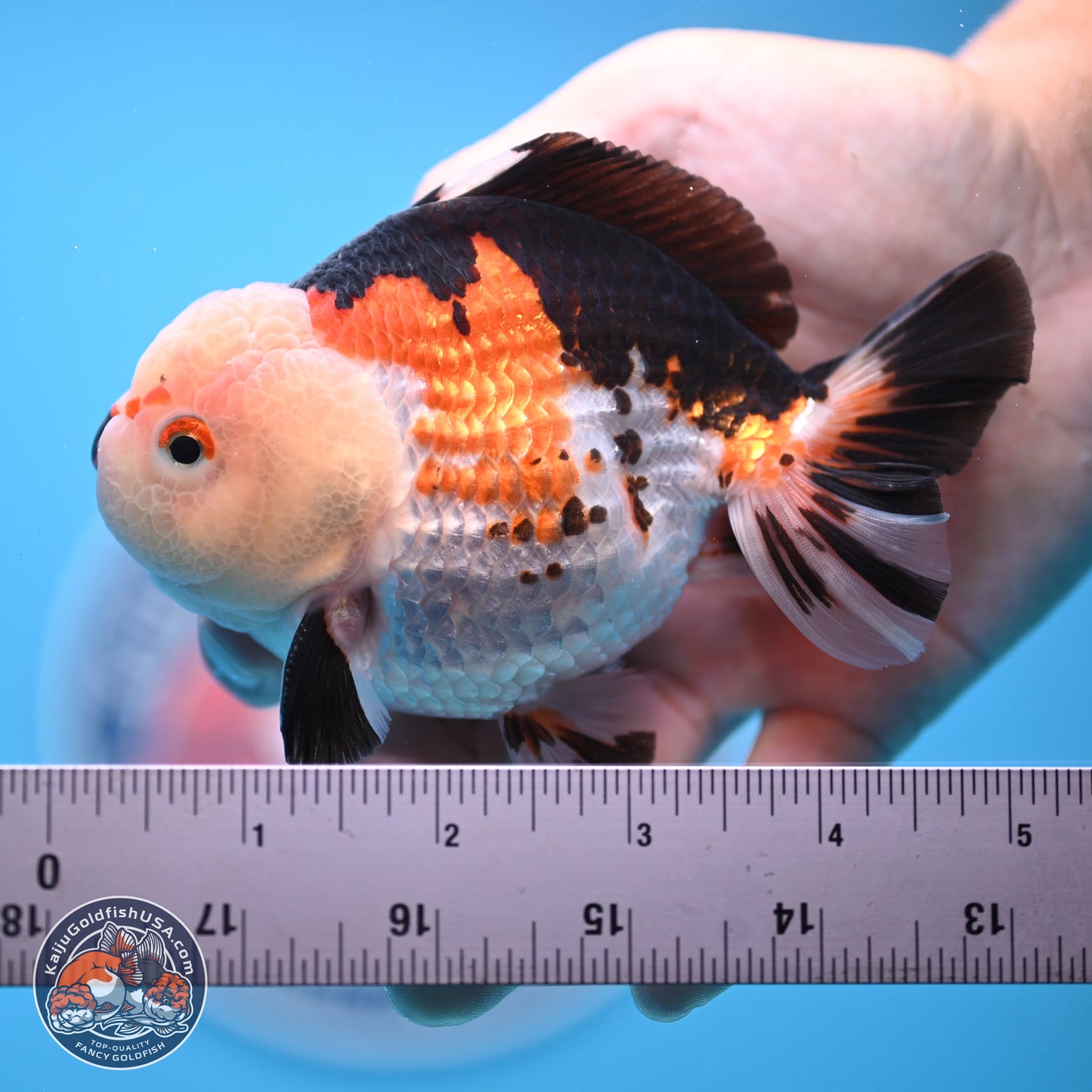 Tricolor Oranda 3.5-4.5 inches (240913_OR18) - Kaiju Goldfish USA