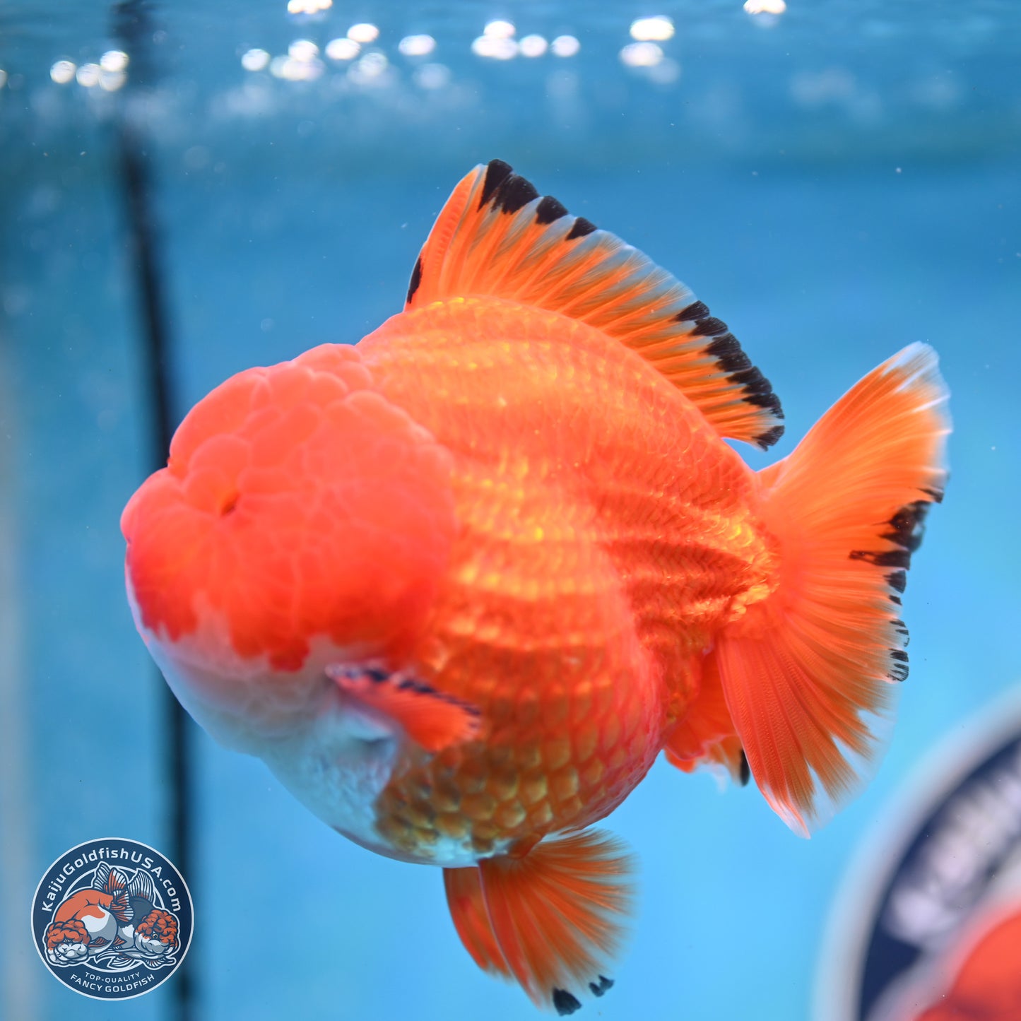 Apache YuanBao Oranda 3.5 inches Body - Male (250214_OR18)