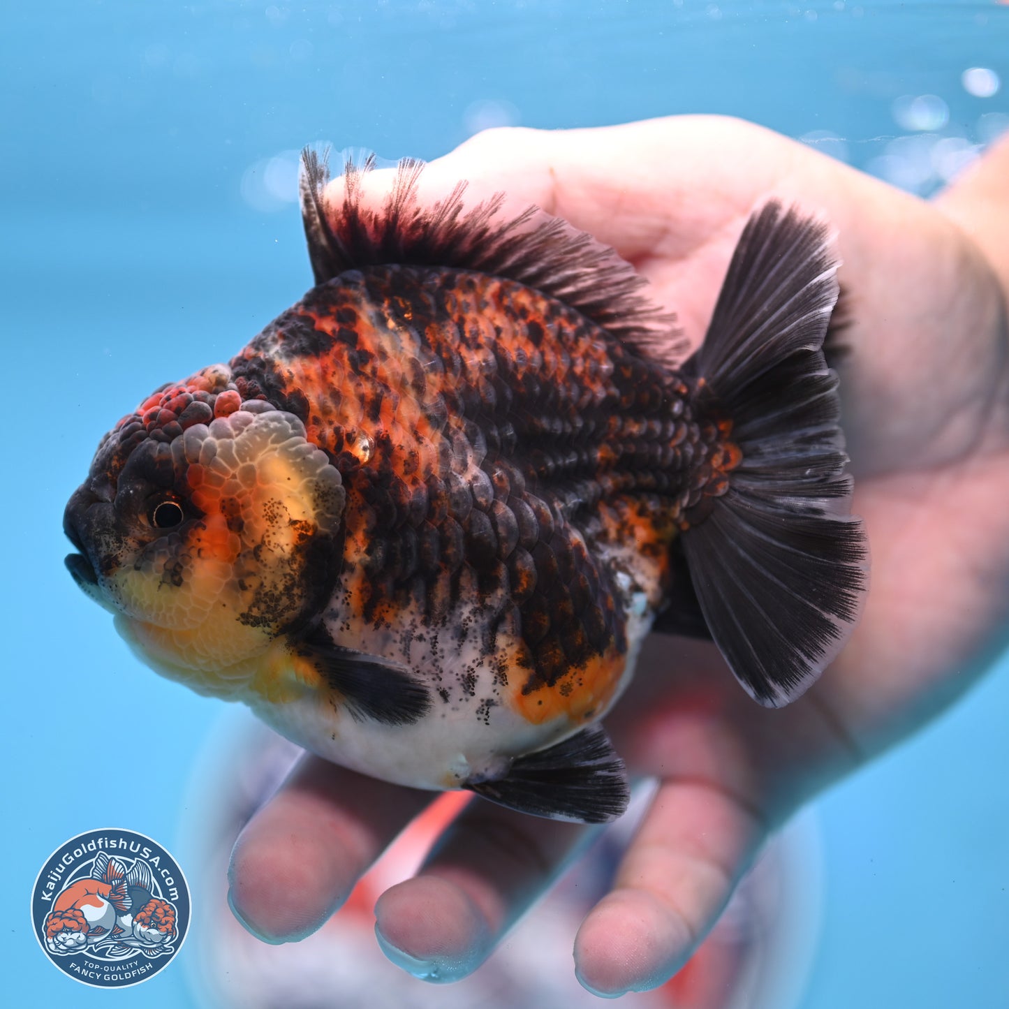 Kirin YuanBao Oranda 3.75 inches Body - Male (250307_OR18)