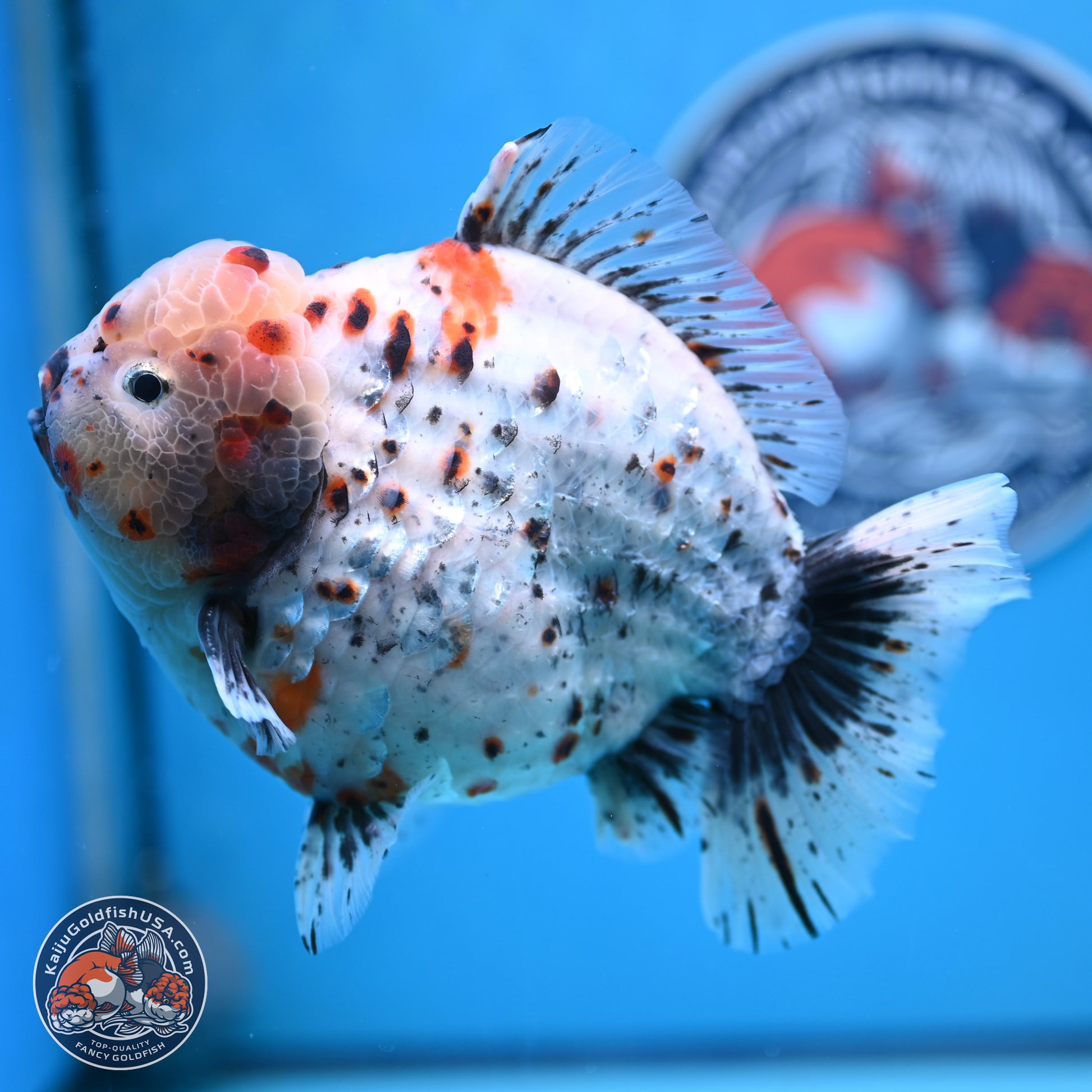 Jumbo Shogun Godzilla Calico Oranda 6-7.5 inches (241004_OR18) - Kaiju Goldfish USA