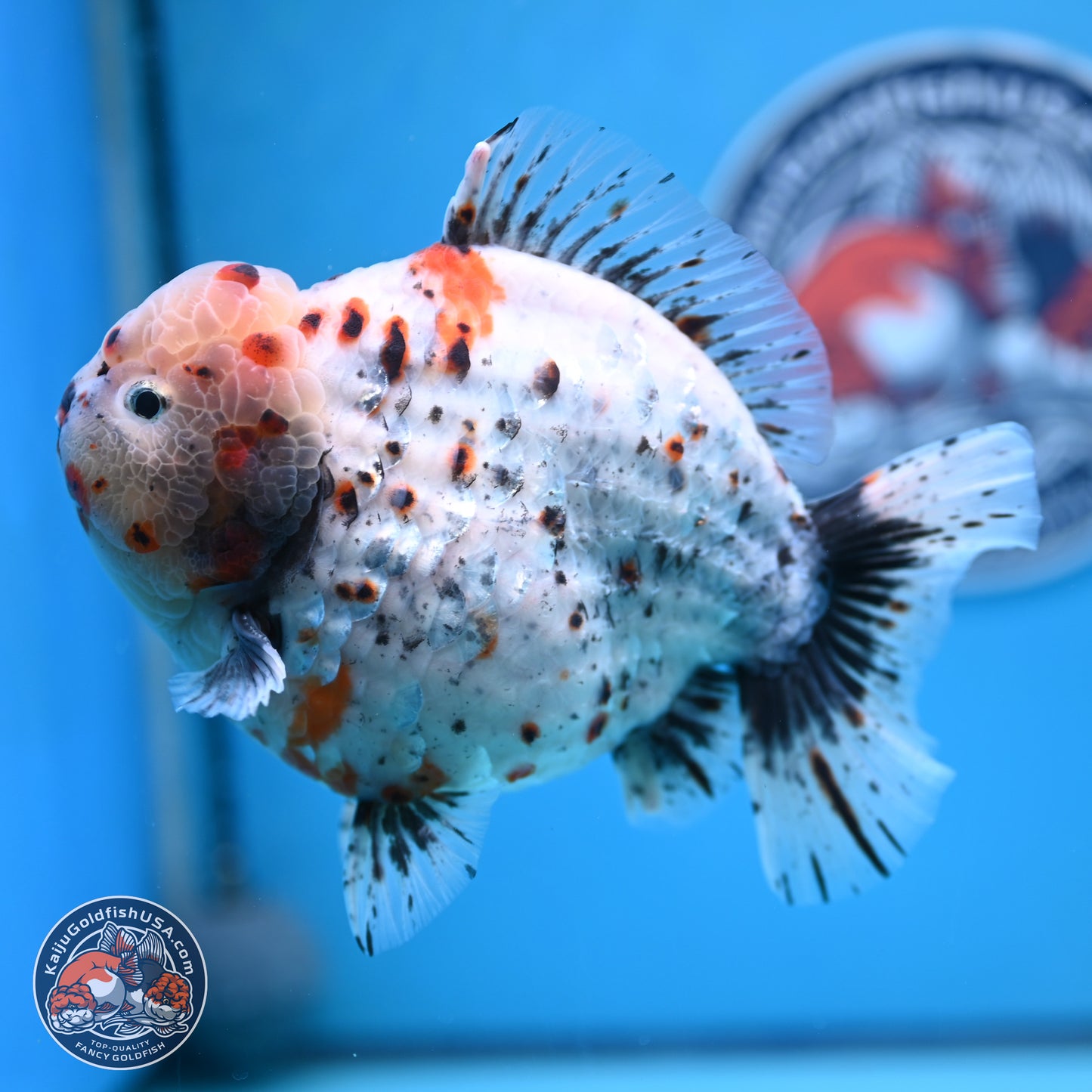 Jumbo Shogun Godzilla Calico Oranda 6-7.5 inches (241004_OR18) - Kaiju Goldfish USA