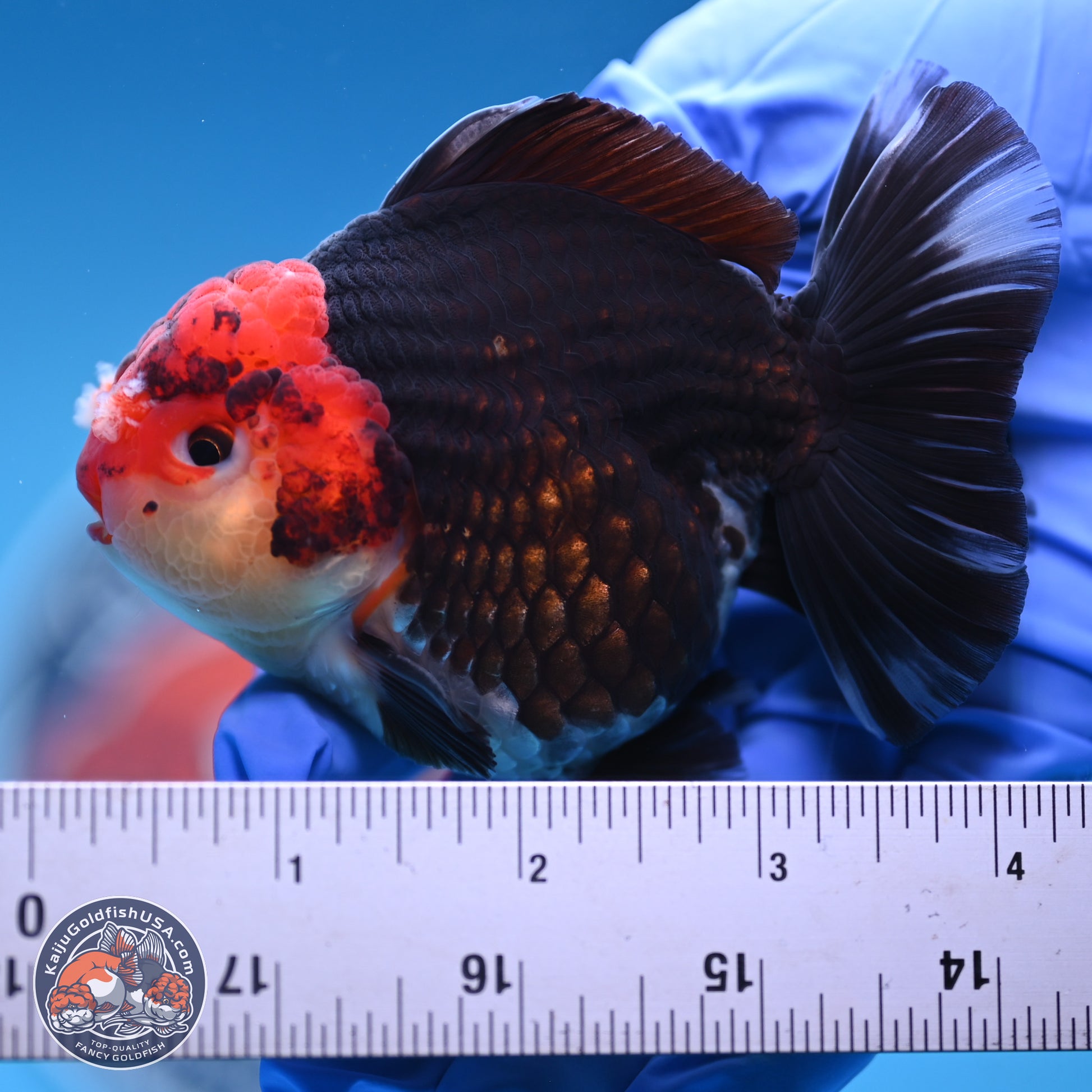 Tricolor YuanBao Oranda 3.5 inches Body - Male (241227_OR18) - Kaiju Goldfish USA