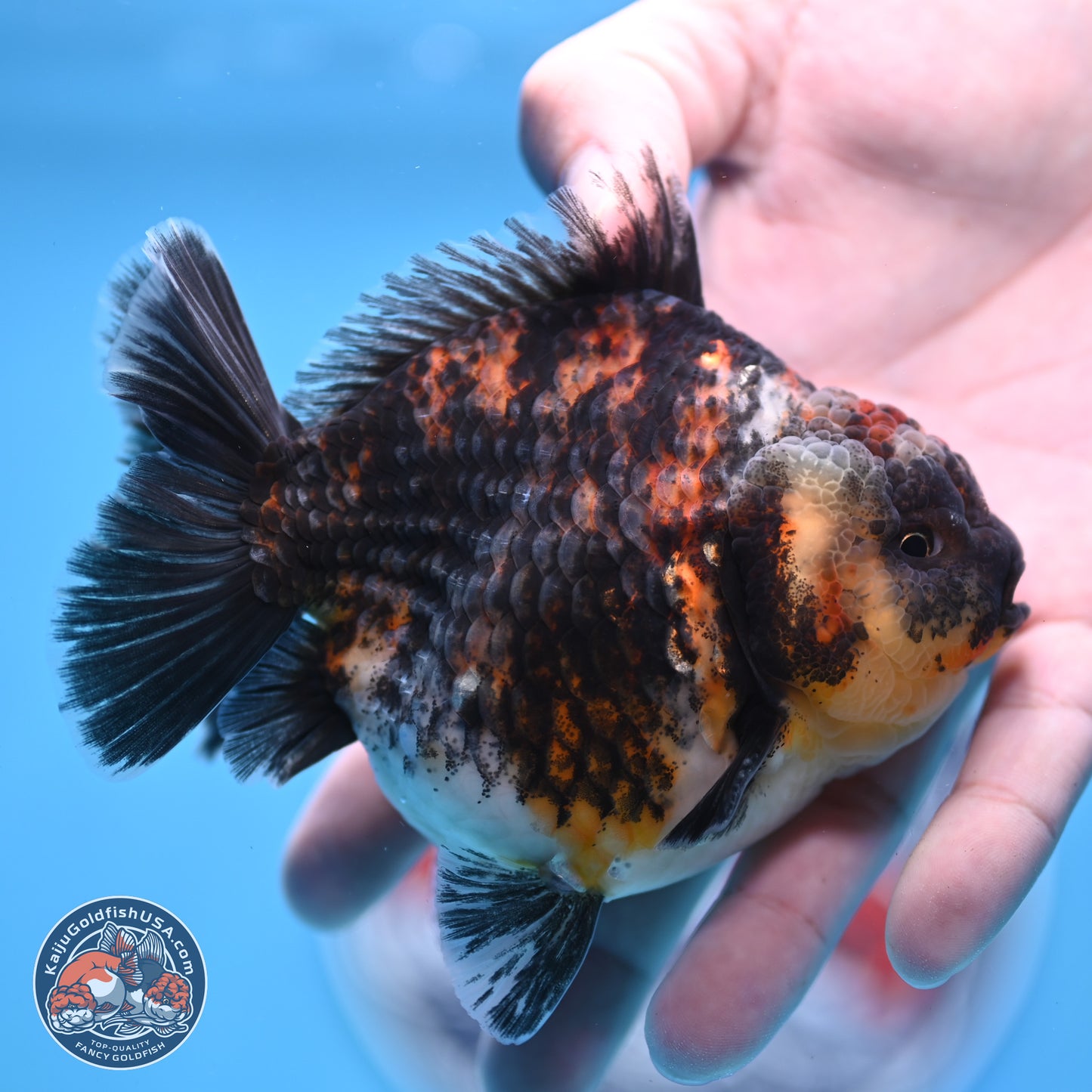 Kirin YuanBao Oranda 3.75 inches Body - Male (250307_OR18)