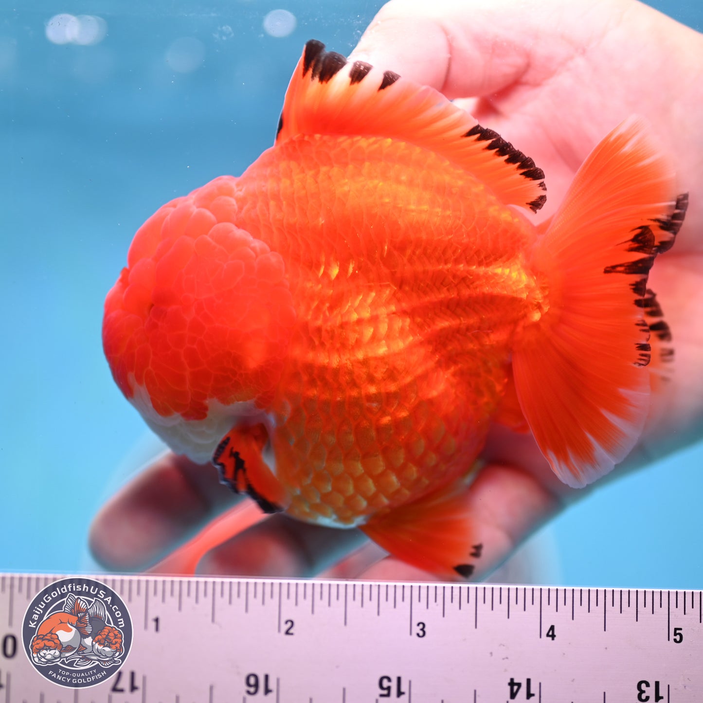 Apache YuanBao Oranda 3.5 inches Body - Male (250214_OR18)