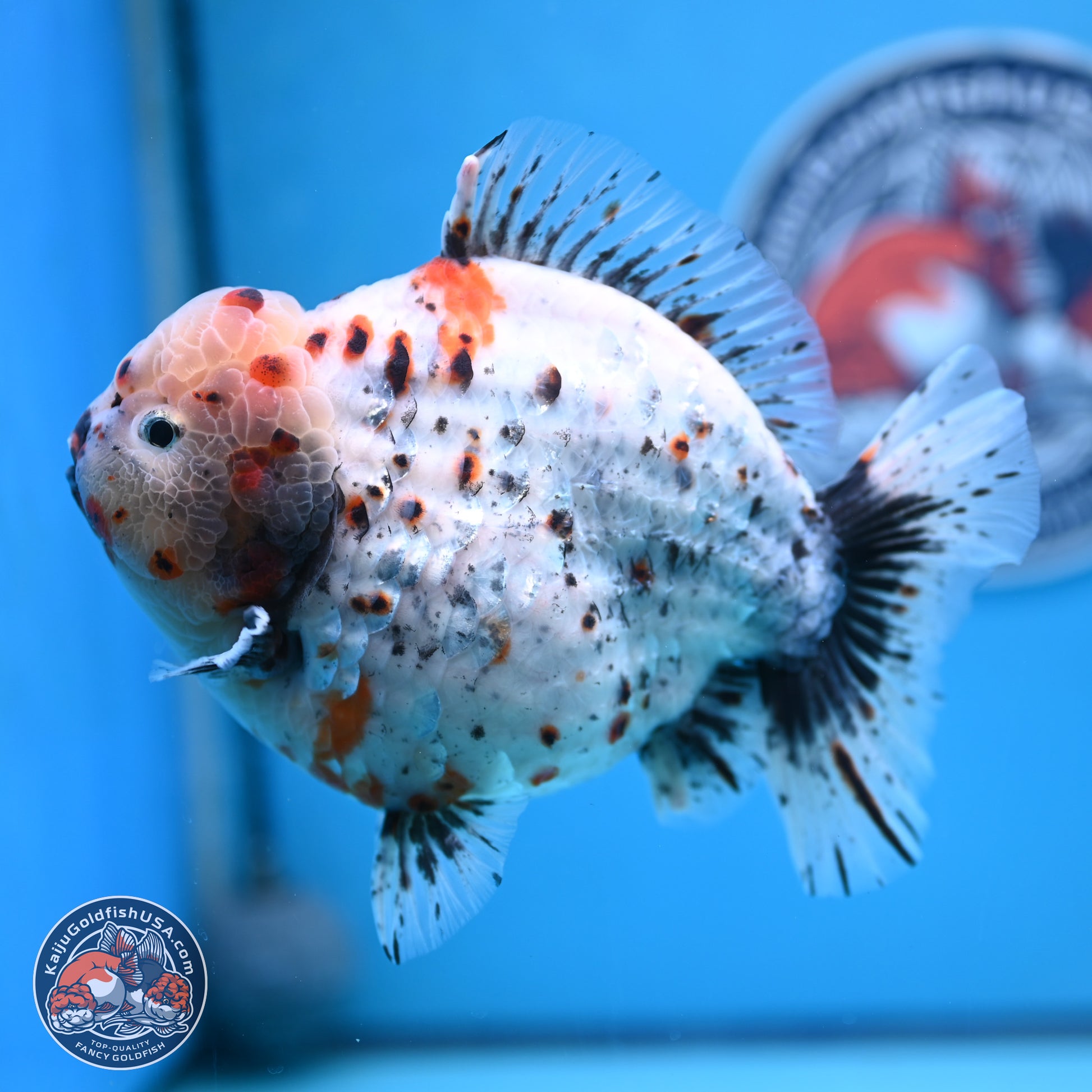 Jumbo Shogun Godzilla Calico Oranda 6-7.5 inches (241004_OR18) - Kaiju Goldfish USA