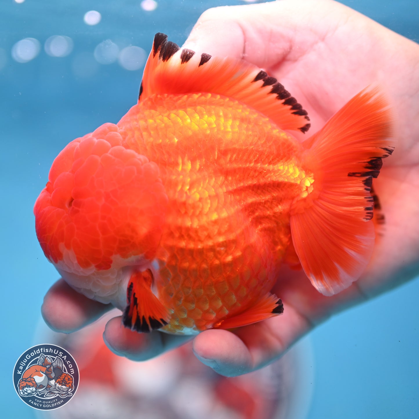 Apache YuanBao Oranda 3.5 inches Body - Male (250214_OR18)