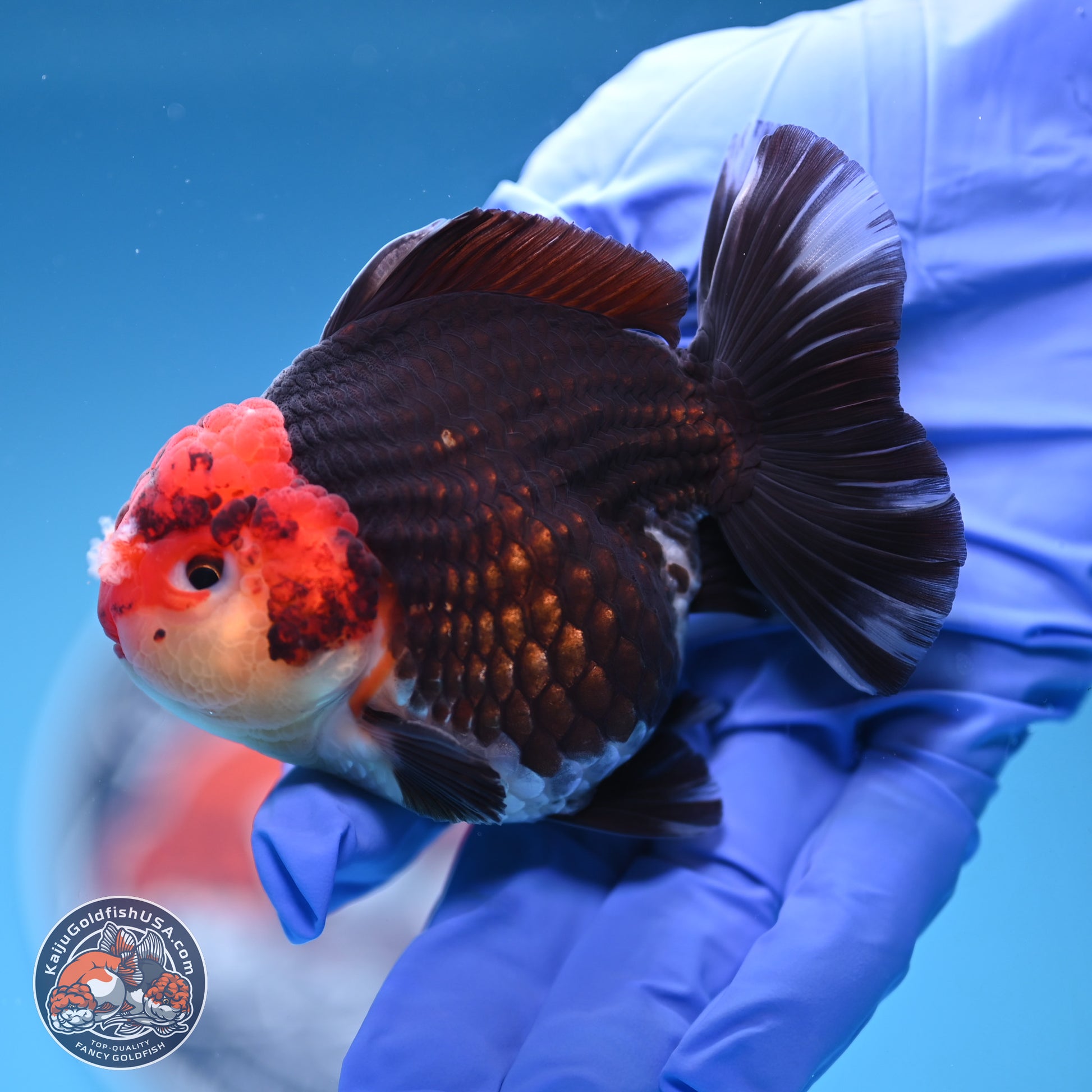 Tricolor YuanBao Oranda 3.5 inches Body - Male (241227_OR18) - Kaiju Goldfish USA