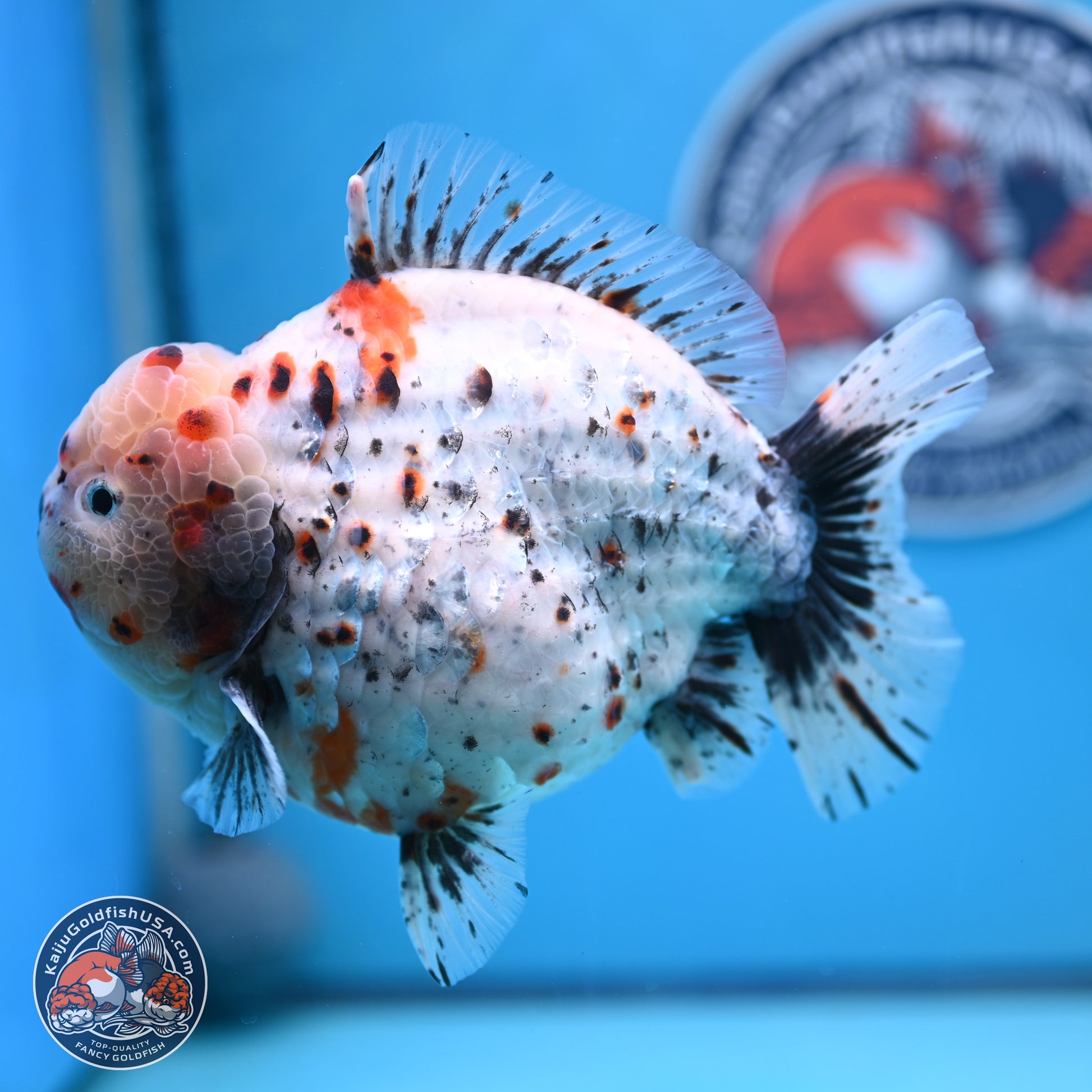 Jumbo Shogun Godzilla Calico Oranda 6-7.5 inches (241004_OR18) - Kaiju Goldfish USA