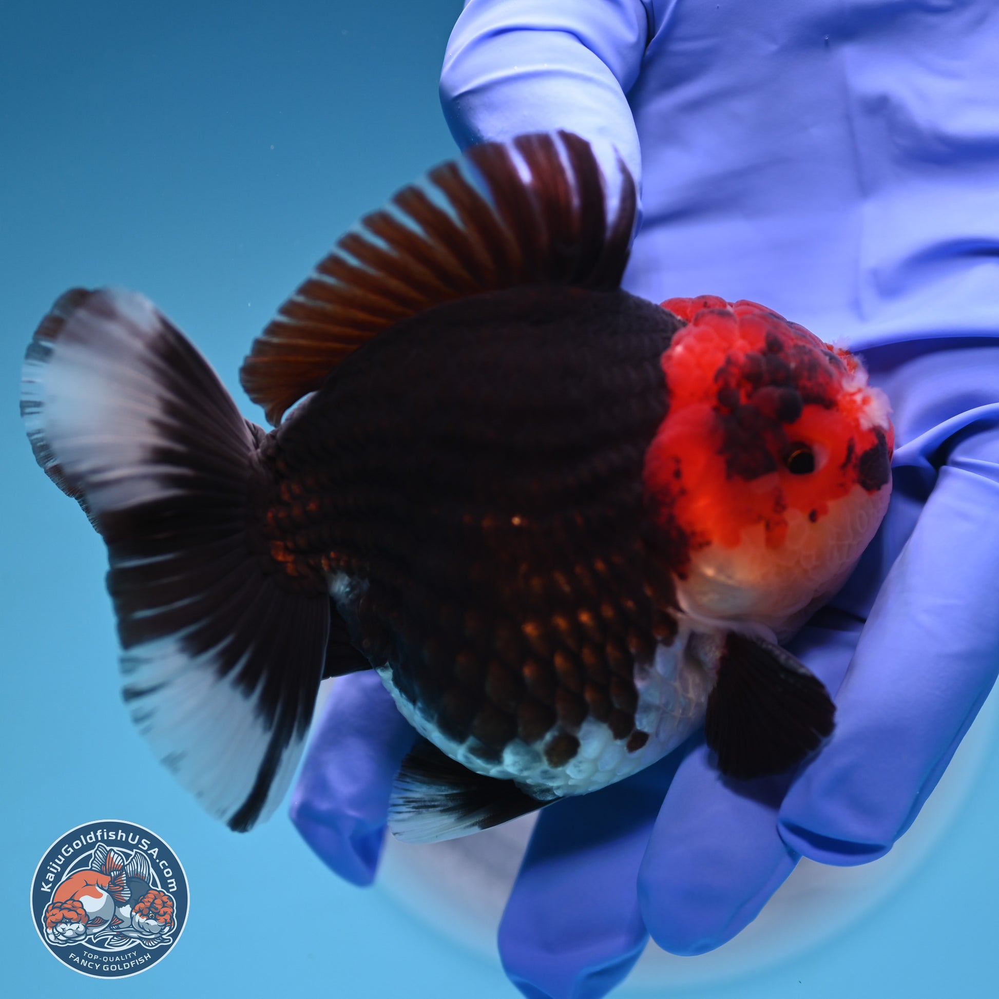 Tricolor YuanBao Oranda 3.5 inches Body - Male (241227_OR18) - Kaiju Goldfish USA